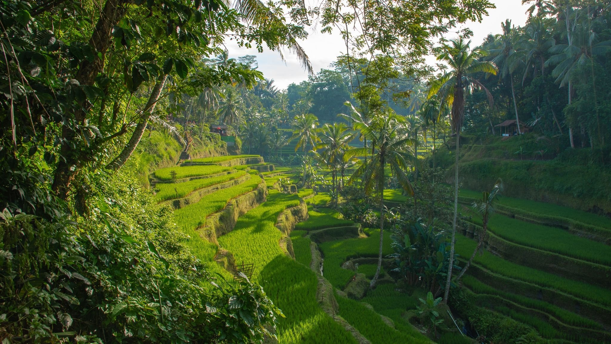Ubud Rice Terraces, Bali's beauty, HD wallpaper, Captivating scenery, 2050x1160 HD Desktop