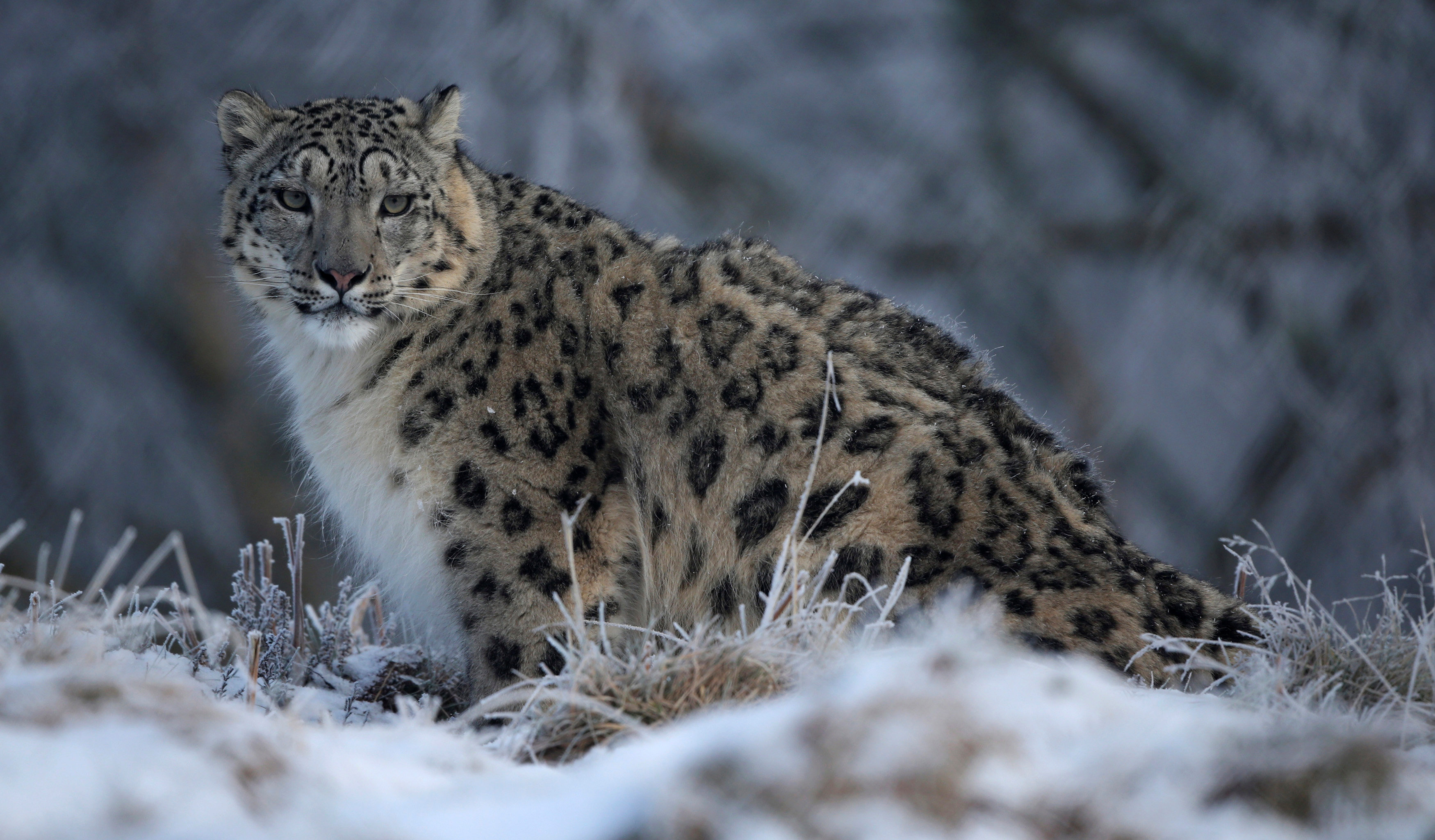 Snow Leopard, Rare, Study, 3500x2050 HD Desktop