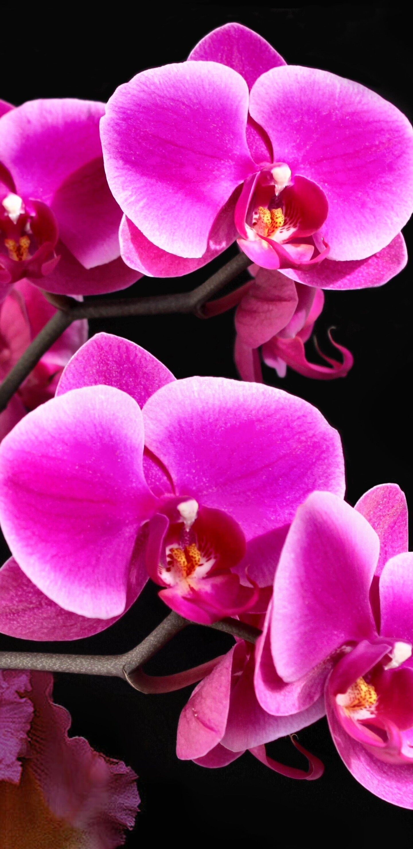 Orchid: The flowers have three sepals, three petals, and a three-chambered ovary. 1440x2960 HD Background.