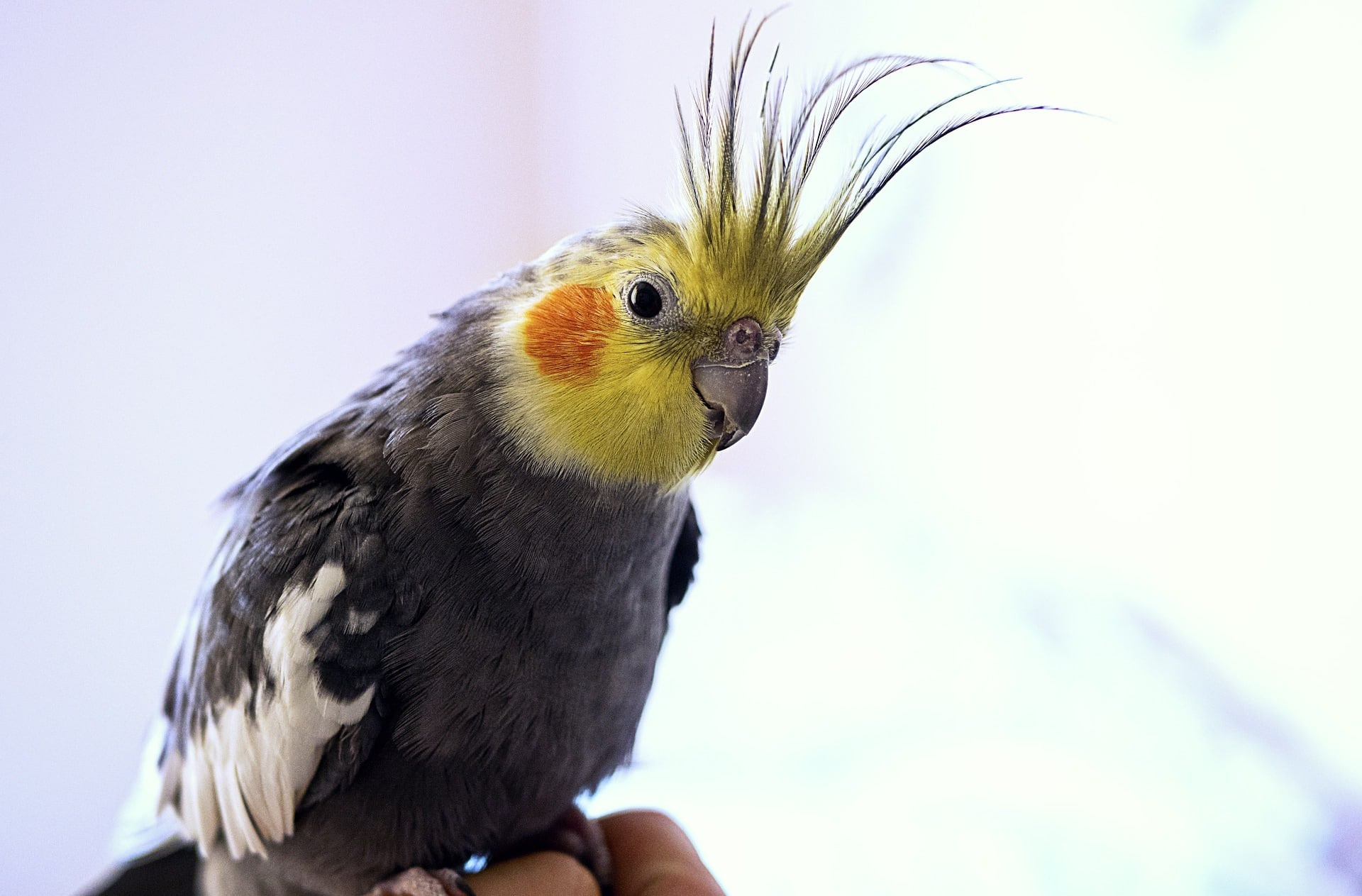 Cockatiel molting tips, Seasonal feather changes, Parrot molting advice, Feather care, 1920x1270 HD Desktop
