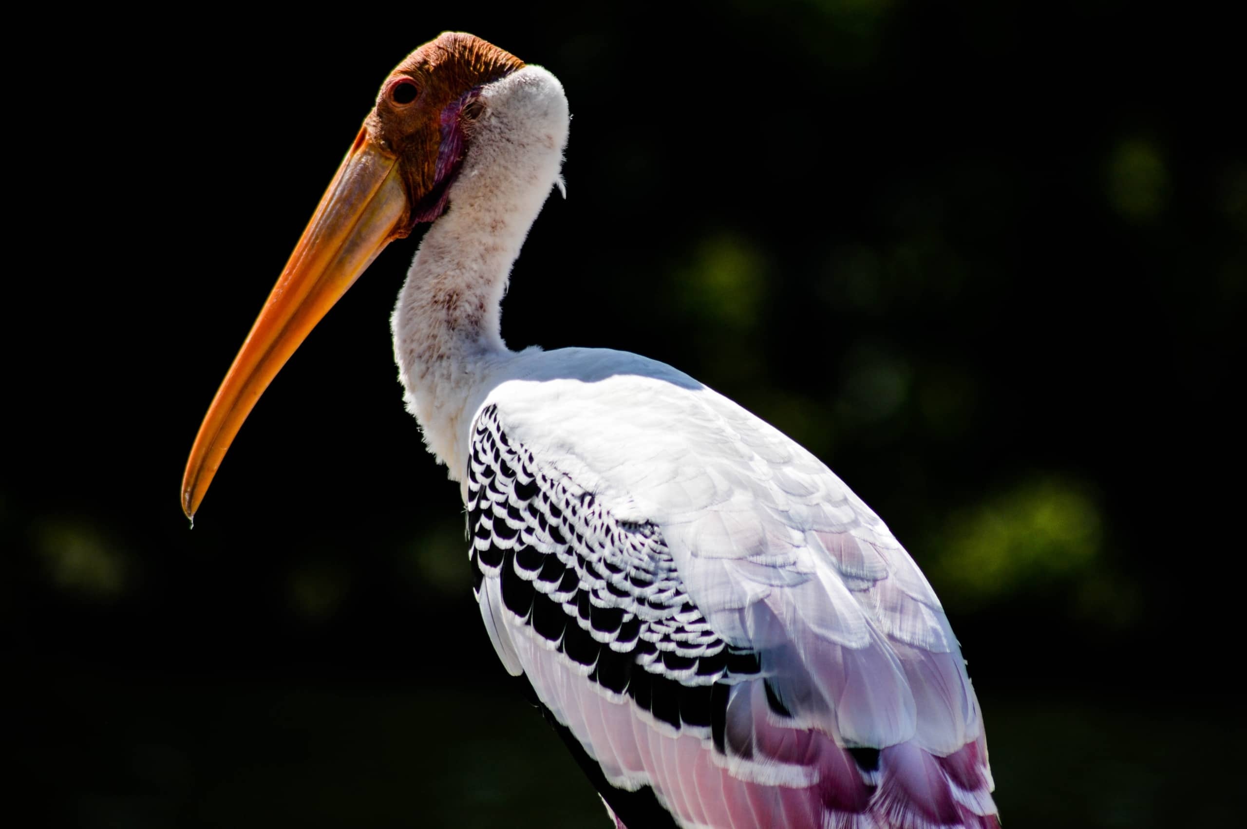 Fascinating stork facts, Delivery in nature, Speeli source, Bird trivia, 2560x1710 HD Desktop