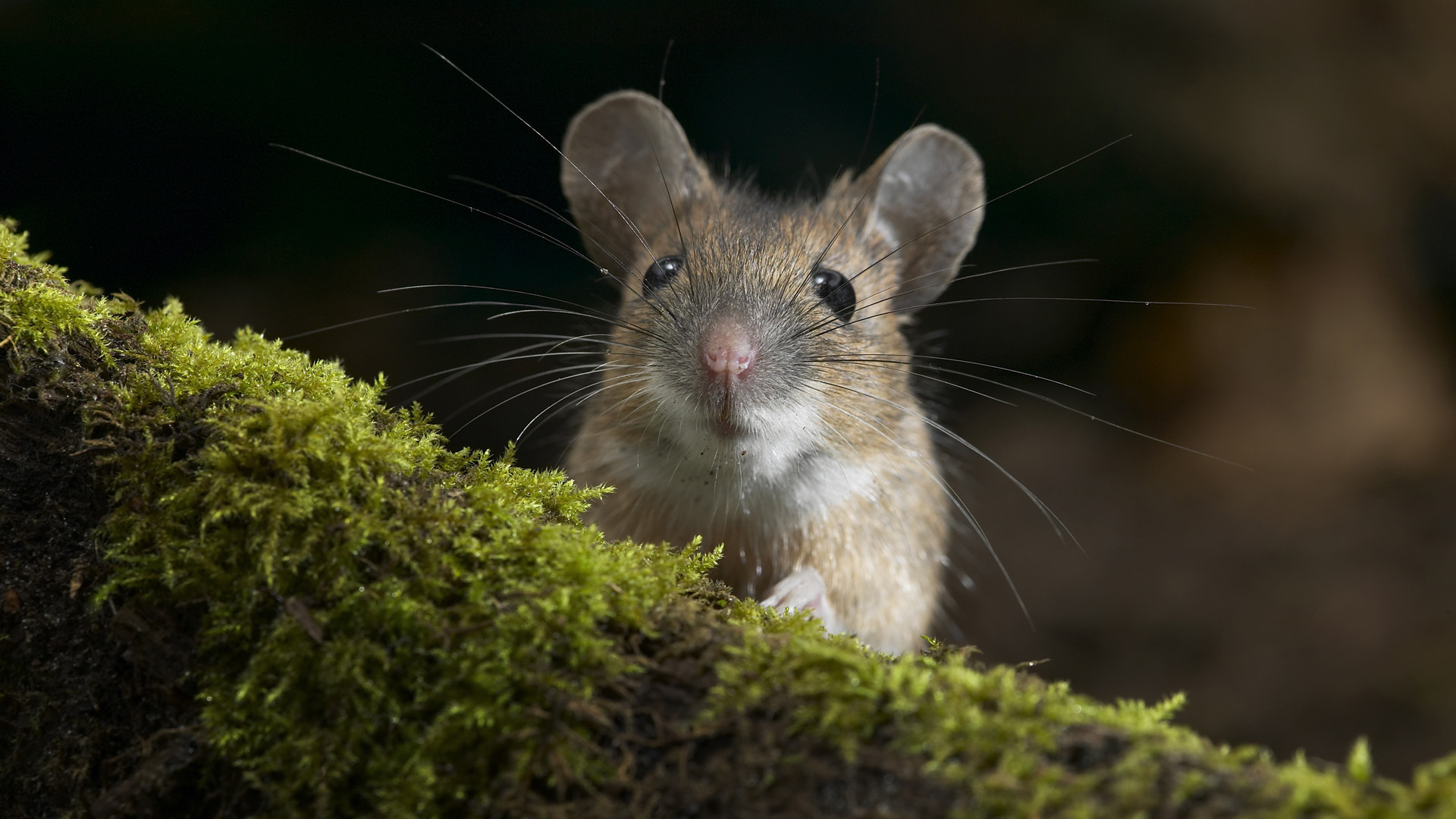 Mouse wallpaper, Cute rodent, Nature photography, Backgrounds, 1920x1080 Full HD Desktop