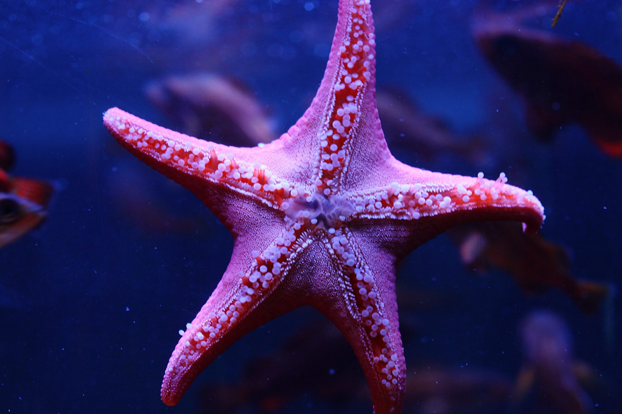 Sea Star: Move using hundreds of tube feet located on their underside. 2160x1440 HD Wallpaper.