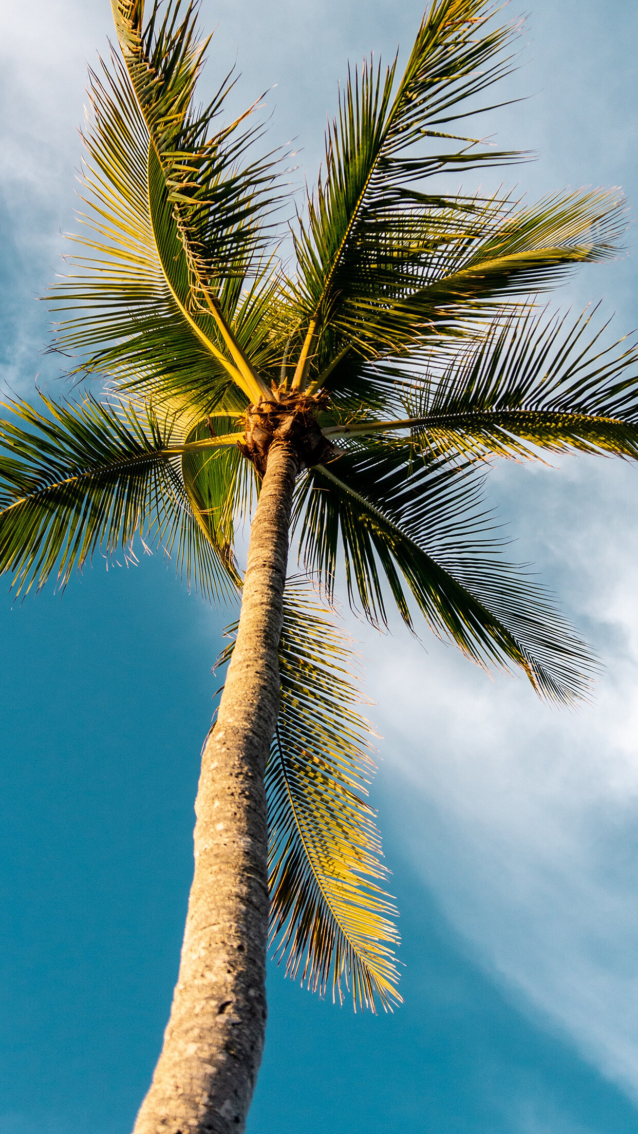 Palm Tree: Washingtonia robusta, Seen in the Los Angeles and Southern California area, can grow up to 98 feet tall. 1250x2210 HD Wallpaper.