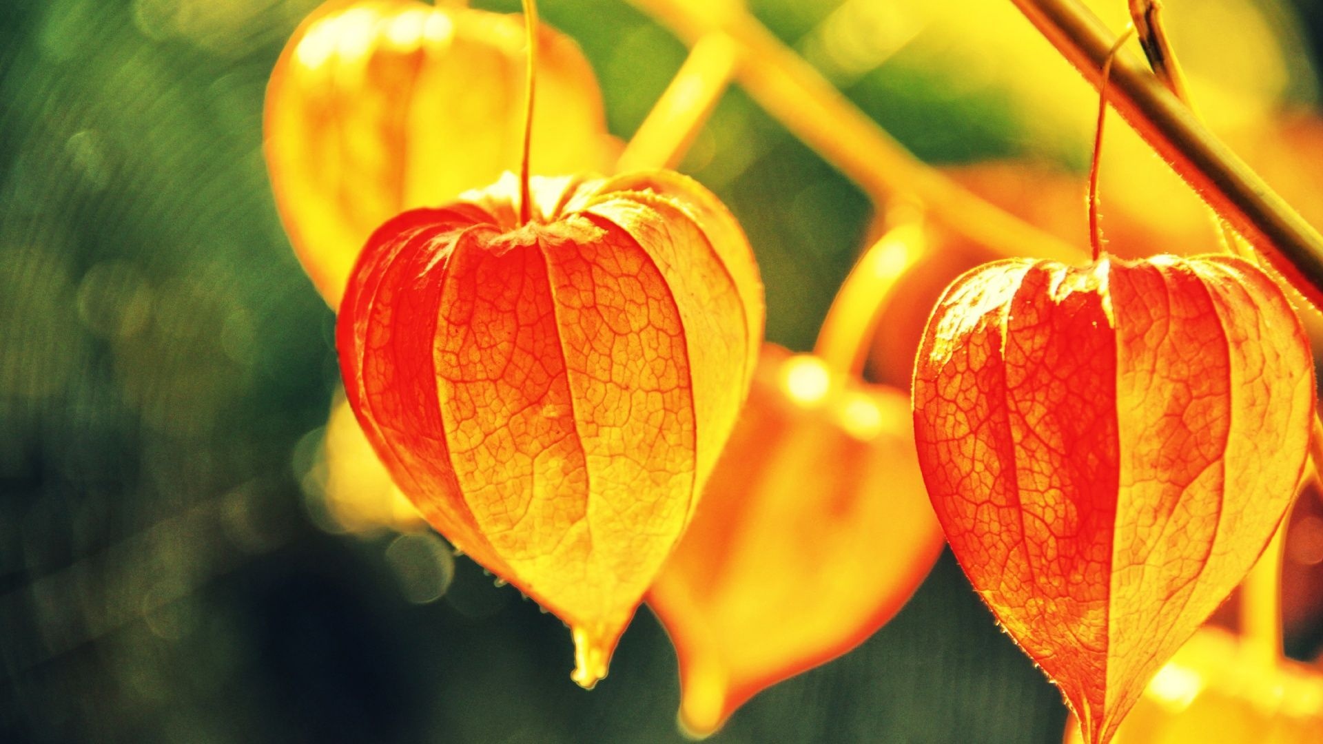 Physalis: Chinese lantern fruit, Known for its bright orange pods. 1920x1080 Full HD Background.