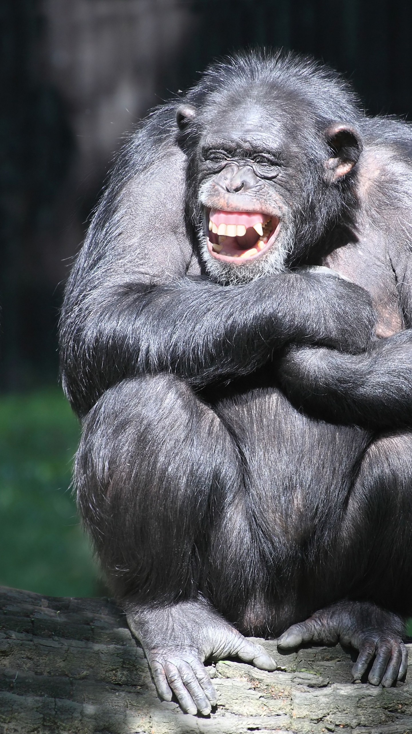 Chimpanzee, Cute couple, Funny animal moments, Adorable companions, 1440x2560 HD Handy