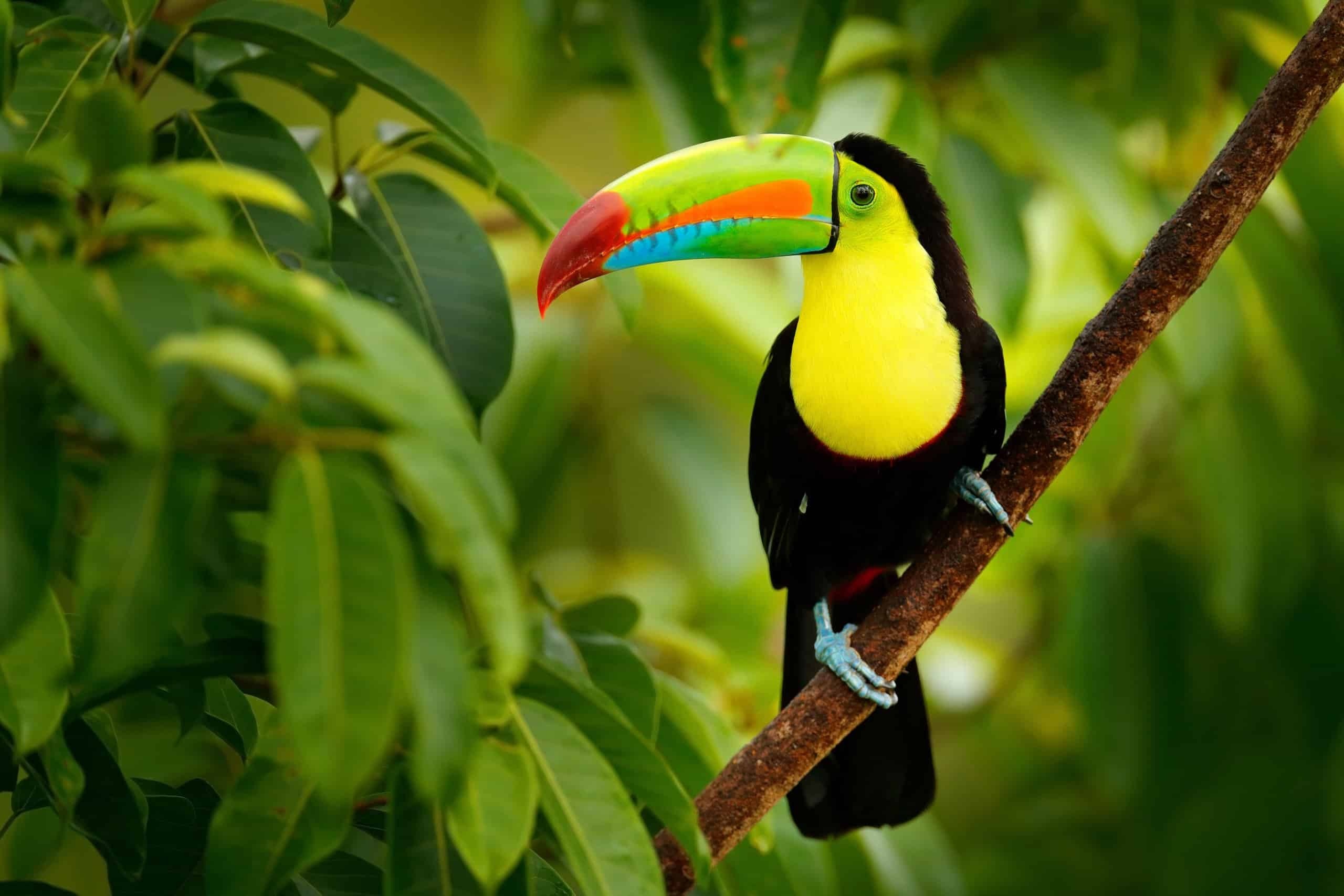 Bird species, Unique beak, Rainforest dwellers, Fascinating wildlife, 2560x1710 HD Desktop