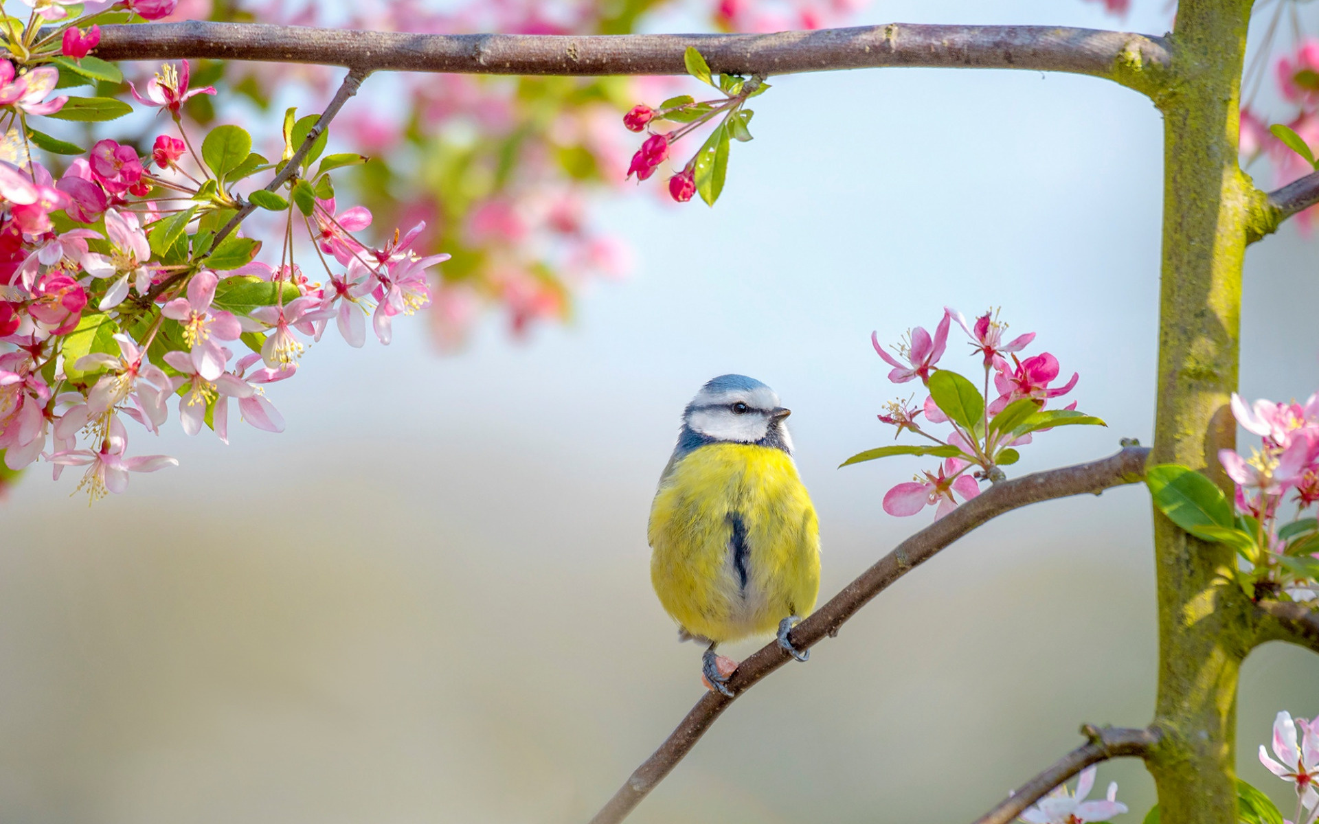 Flowers and Birds Wallpaper, Pink Bird Spring, Nature's Harmony, Vibrant Blossoms, 1920x1200 HD Desktop