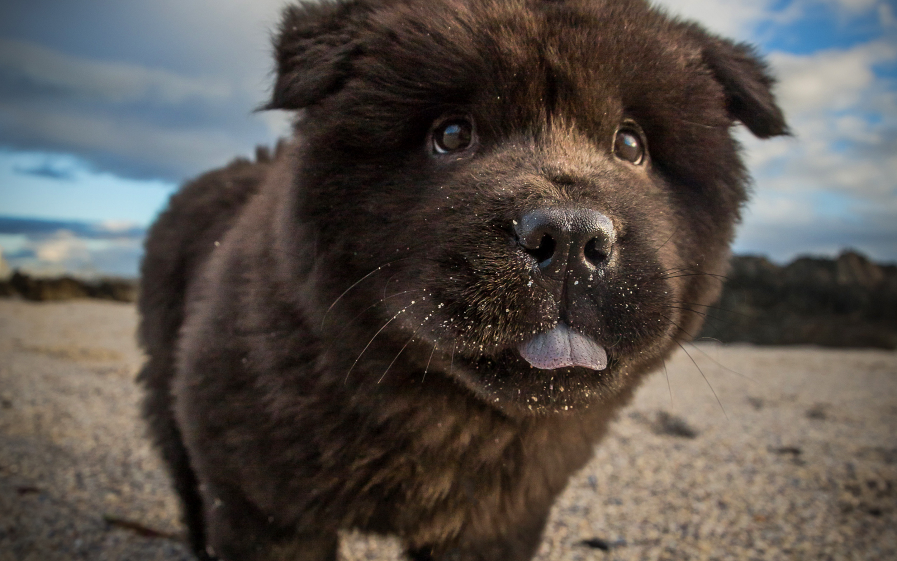 Black Chow Chow puppy, Furry dog, Close-up view, Cute pet, 2880x1800 HD Desktop