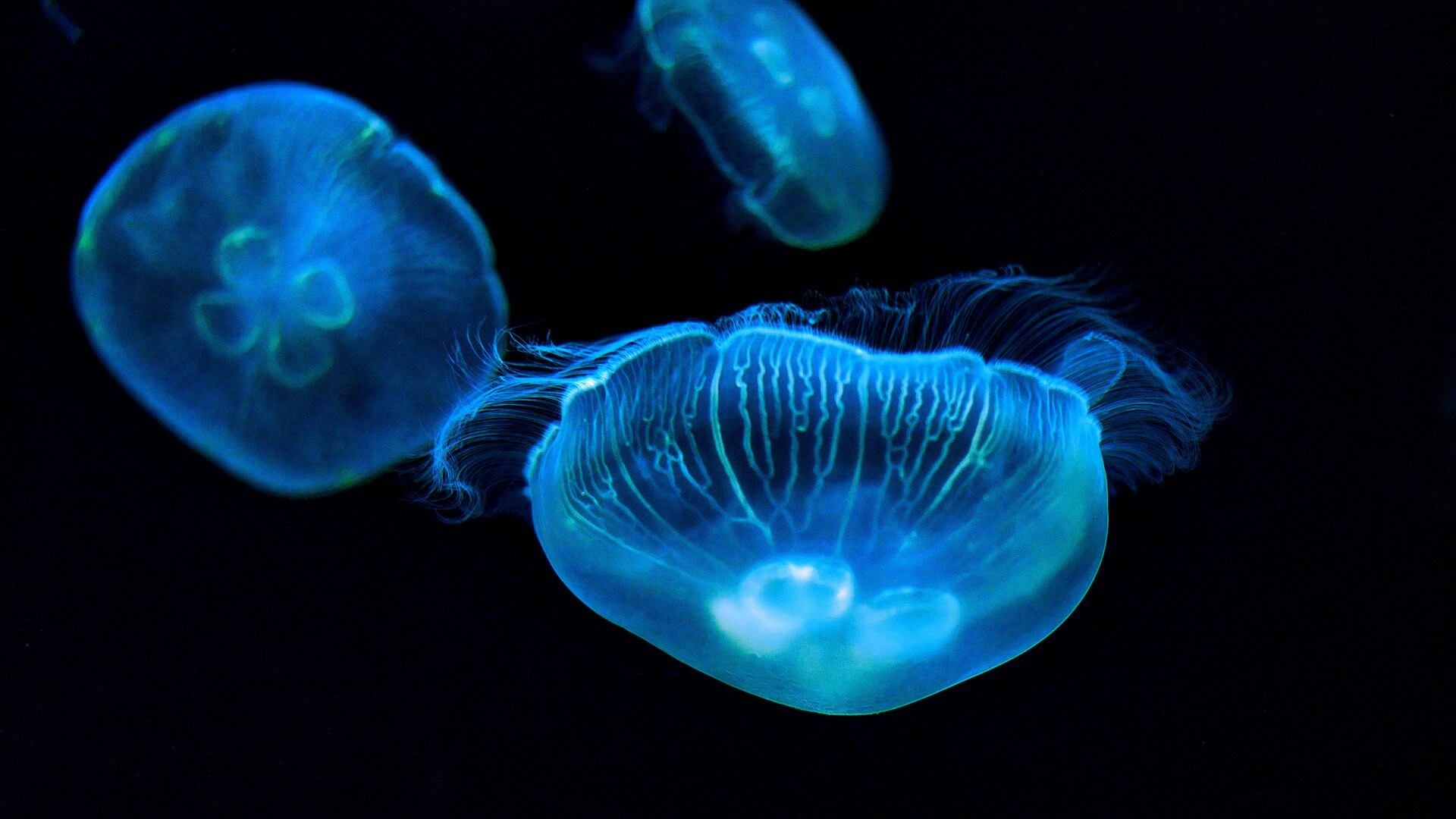 Glowing Jellyfish: Moon jelly, Relaxing free flowing movement, Four bright gonads under the stomach. 1920x1080 Full HD Wallpaper.