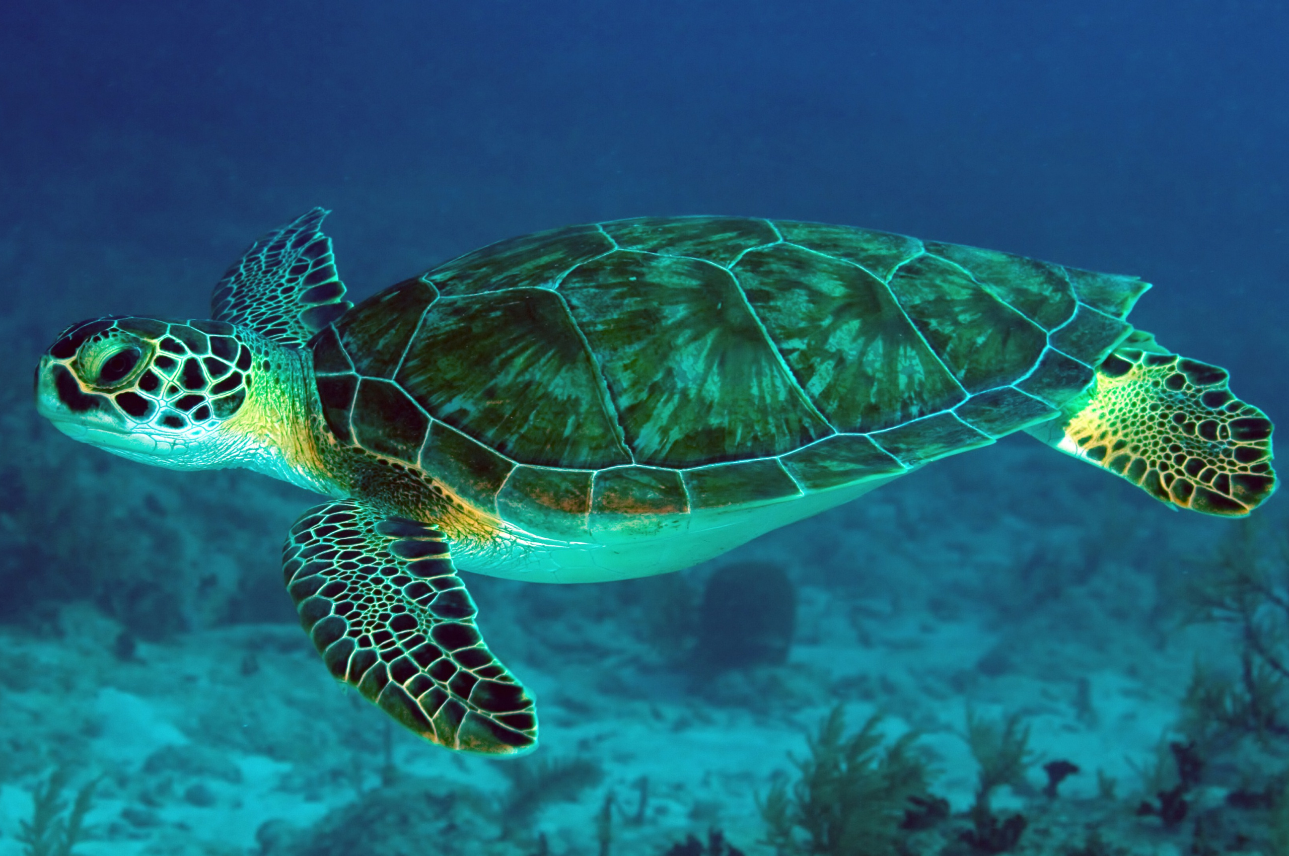 Majestic sea turtles, Graceful creatures, Ocean wanderers, Vibrant marine life, 2560x1700 HD Desktop