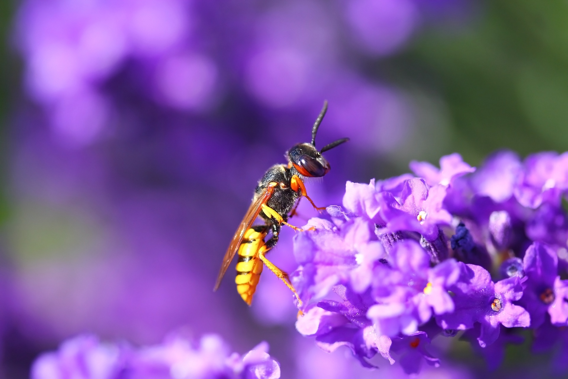 Wasp wallpapers, Insect beauty, Nature's tiny warriors, 4K resolution, 1920x1280 HD Desktop