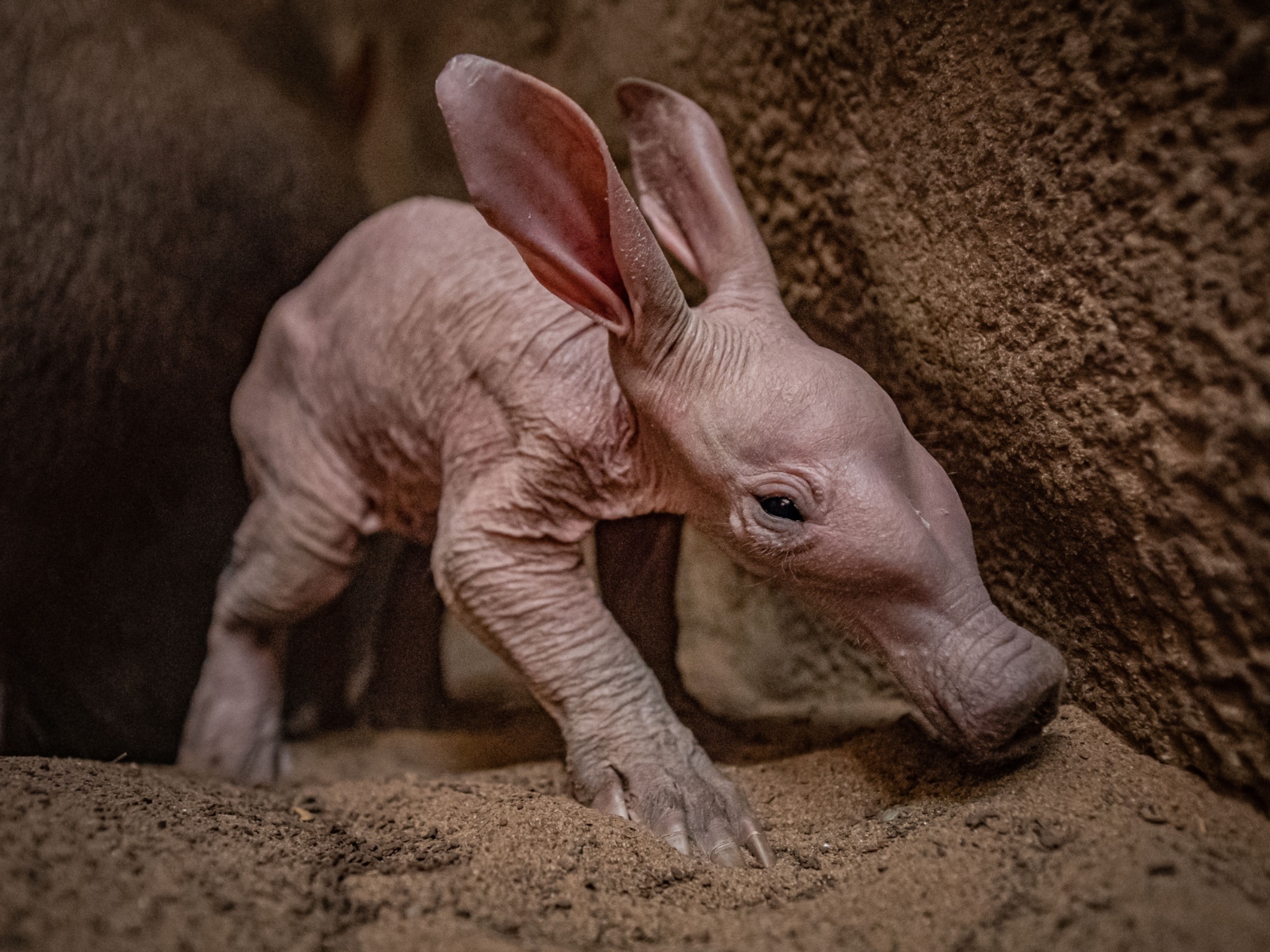 Meet Dobby the aardvark, Newborn aardvark named after Harry Potter's house elf, Enjoying aardvark cuteness, Aardvark in popular culture, 2050x1540 HD Desktop