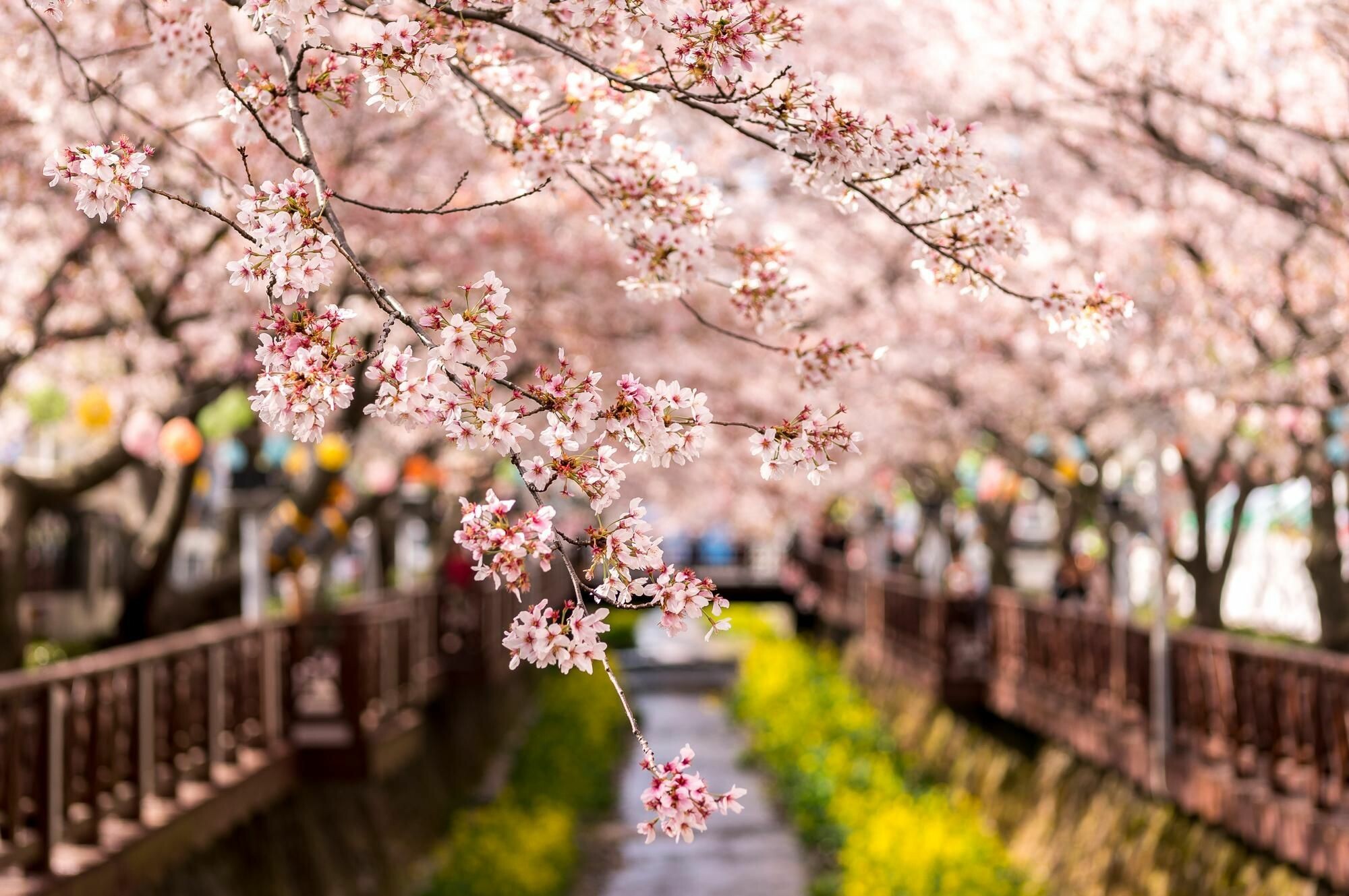 Korea: Cherry blossoms, Jinhae, Yeojwacheon stream. 2000x1330 HD Wallpaper.