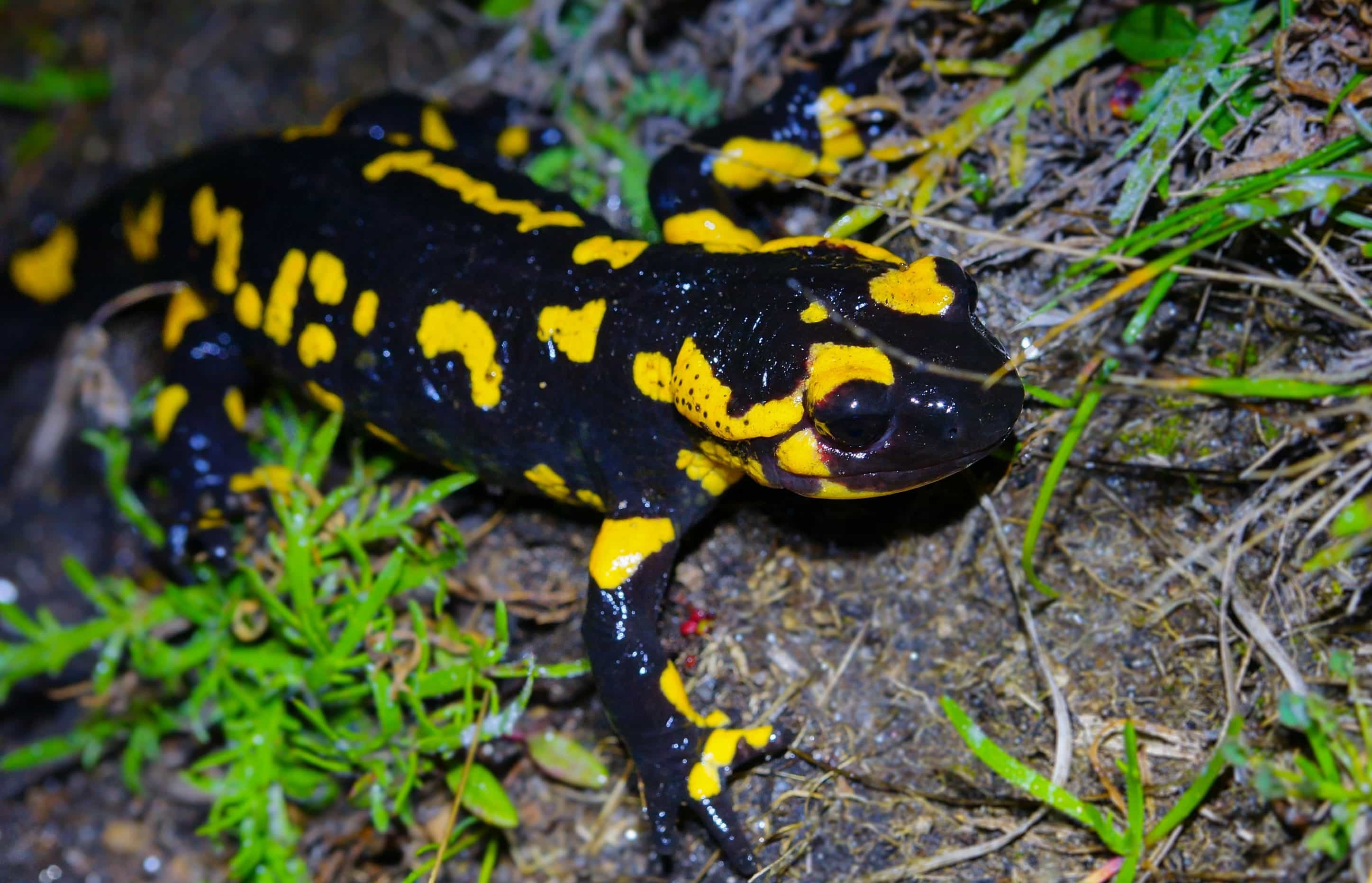Colorful salamander close-ups, Wildlife captured in frames, Nature's beauty depicted, Animal eye, 2900x1870 HD Desktop