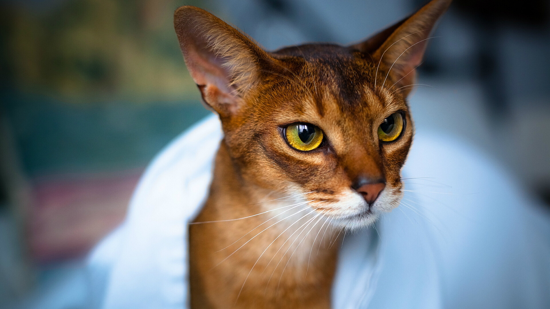 Abyssinian: A medium-sized cat with a long body and nicely developed muscles, Abyss. 1920x1080 Full HD Background.