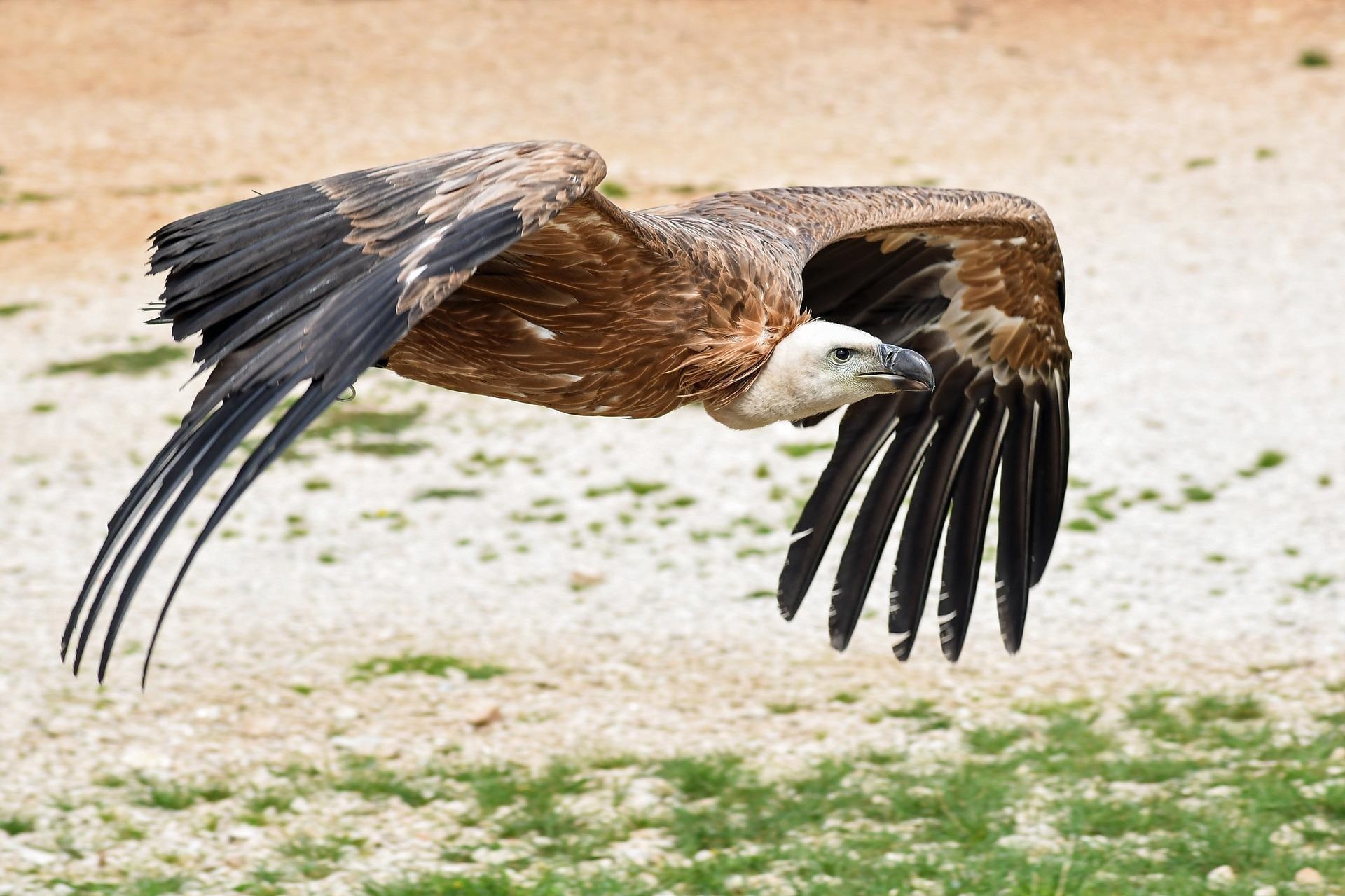 Griffon (Bird): New World vultures have no voice, because they lack a syrinx. 1920x1280 HD Background.