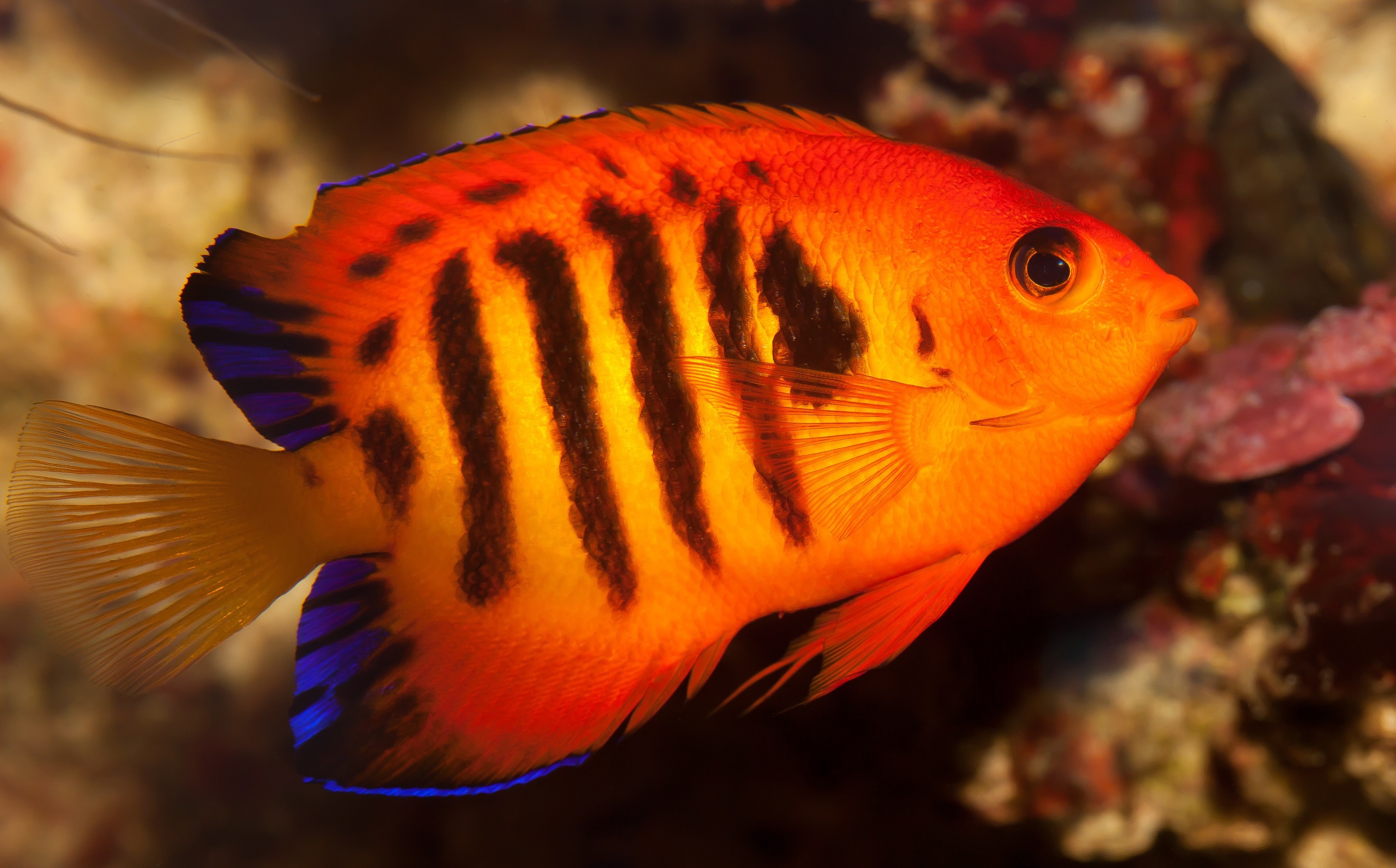 Flame angelfish charm, Cute wallpapers, Mesmerizing pictures, Aquatic wonder, 3000x1870 HD Desktop