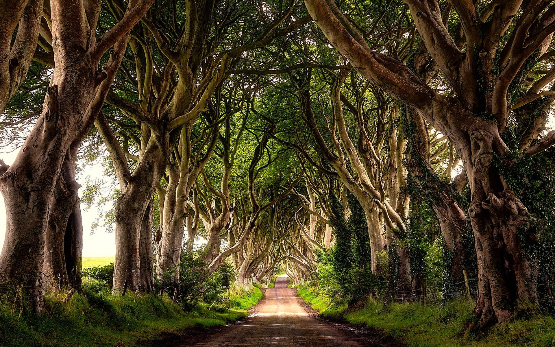 Dark hedges, Northern Ireland, Stark beauty, Irish landscapes, 1920x1200 HD Desktop