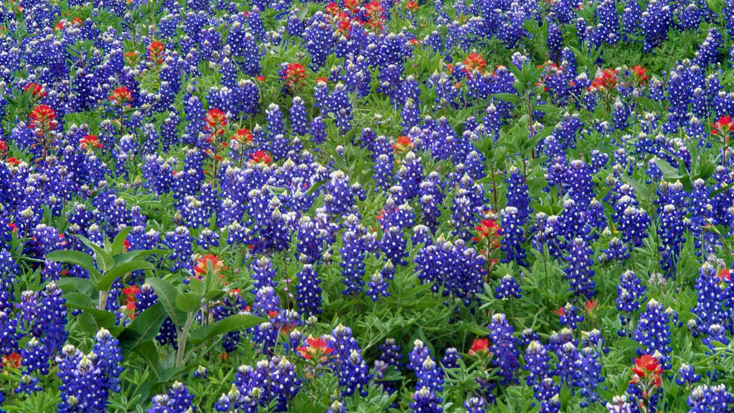 Bluebonnet, Texas, Hill country landscapes, Nature wallpaper, 2560x1440 HD Desktop