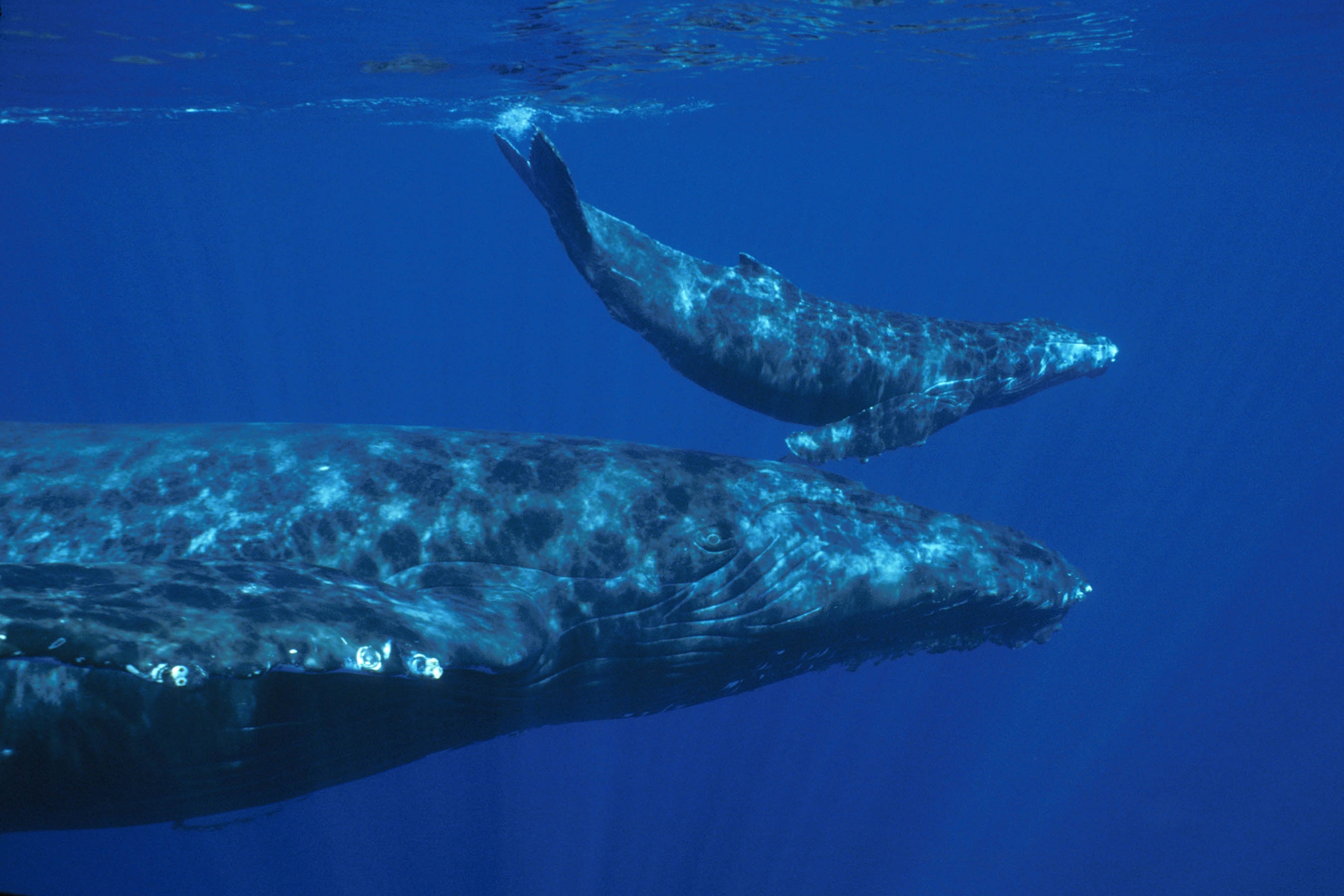 Blue whales optimize foraging efficiency, Dense prey density, Shark research, Conservation program, 2700x1800 HD Desktop