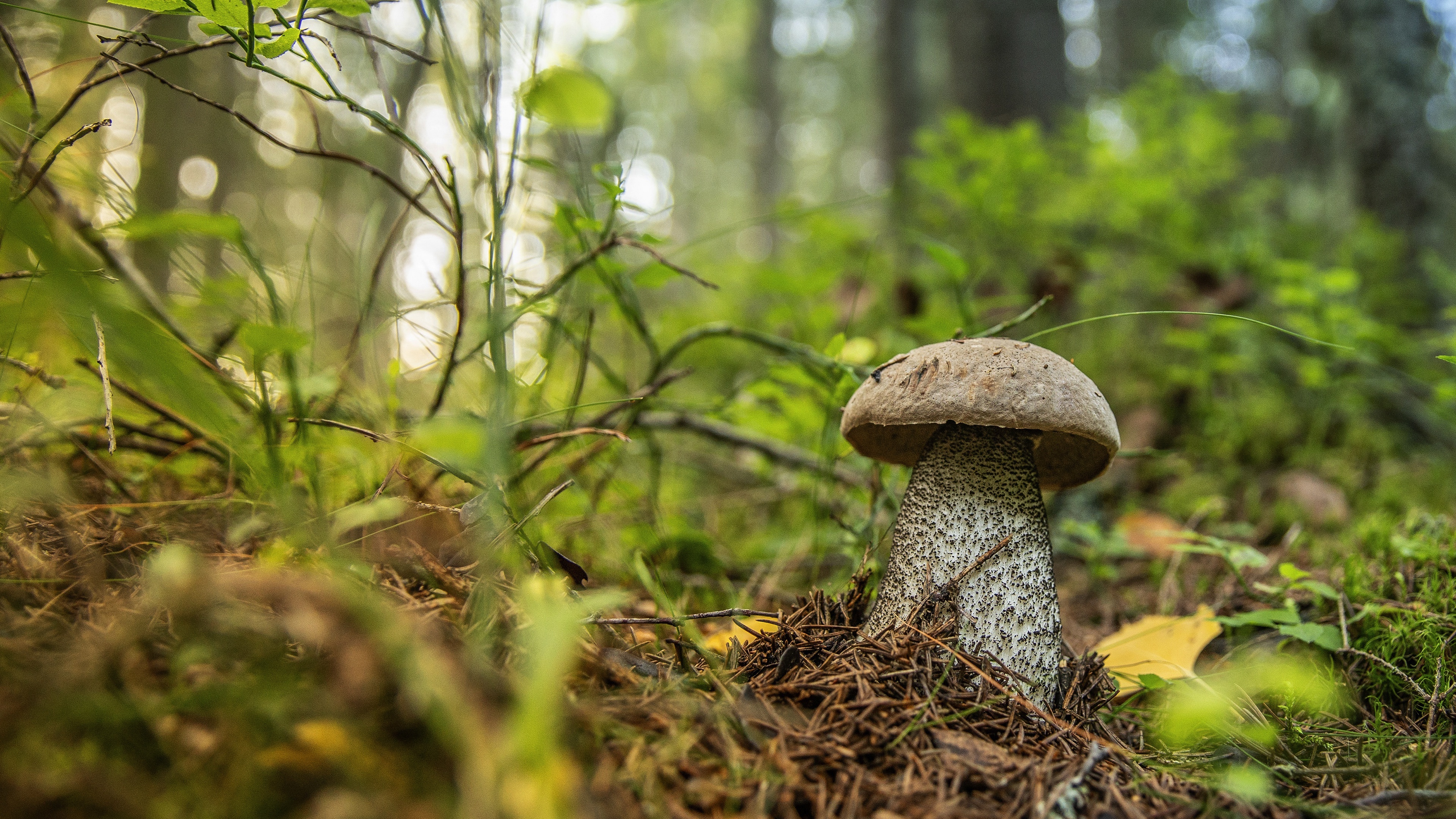 Bolete mushrooms, Food delicacy, Natural habitat, Fungi species, 3840x2160 4K Desktop