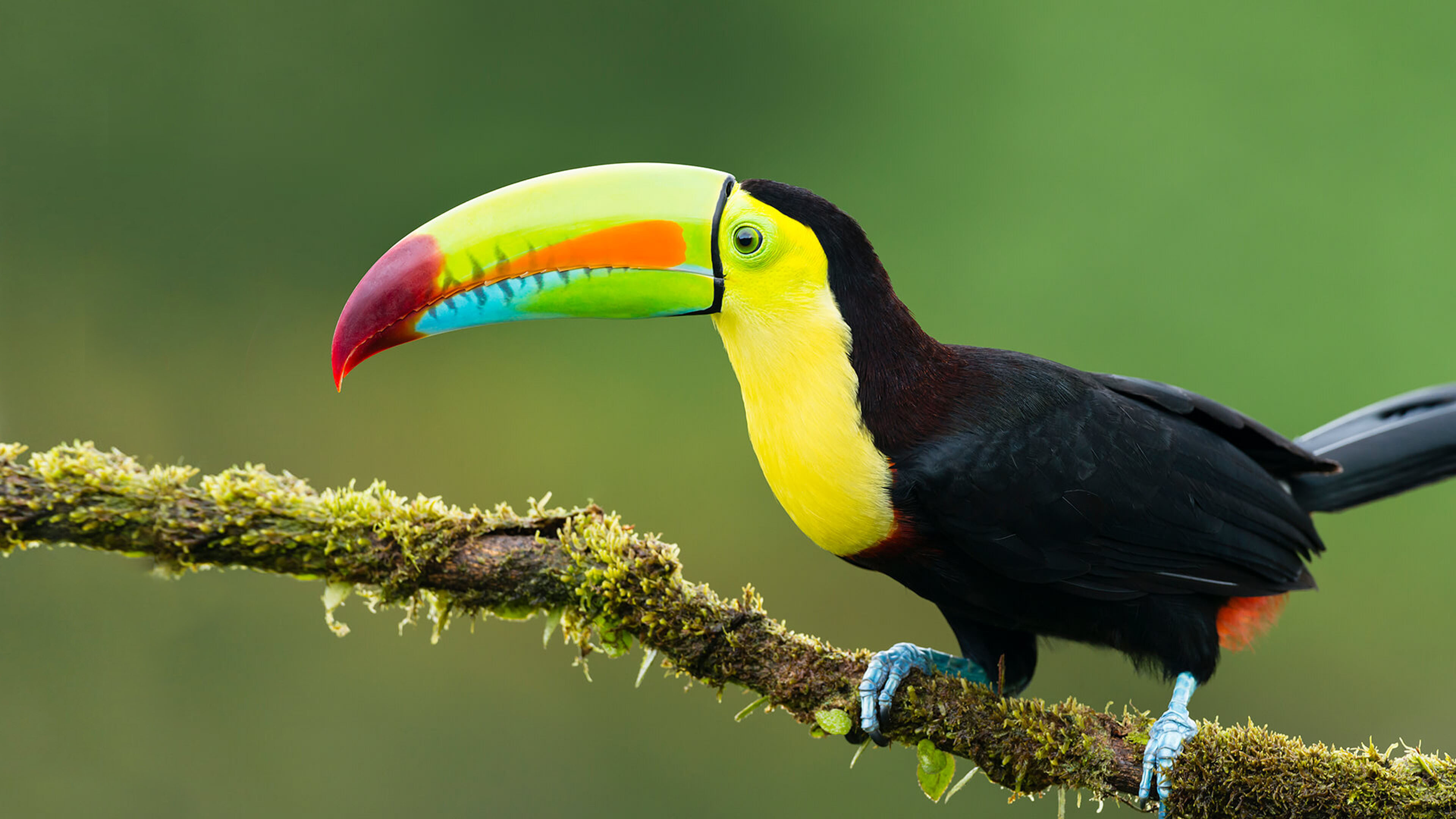 Bird: Exotic species, Toucan, Covered in feathers and come in remarkable colors. 3840x2160 4K Background.