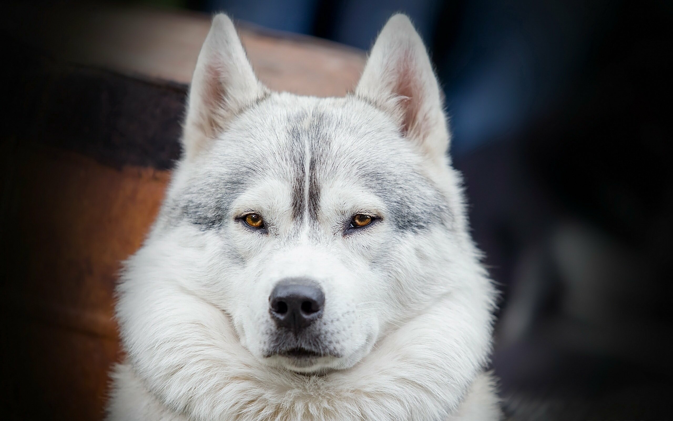 Siberian Husky: The breed usually howls instead of barking. 2560x1600 HD Background.