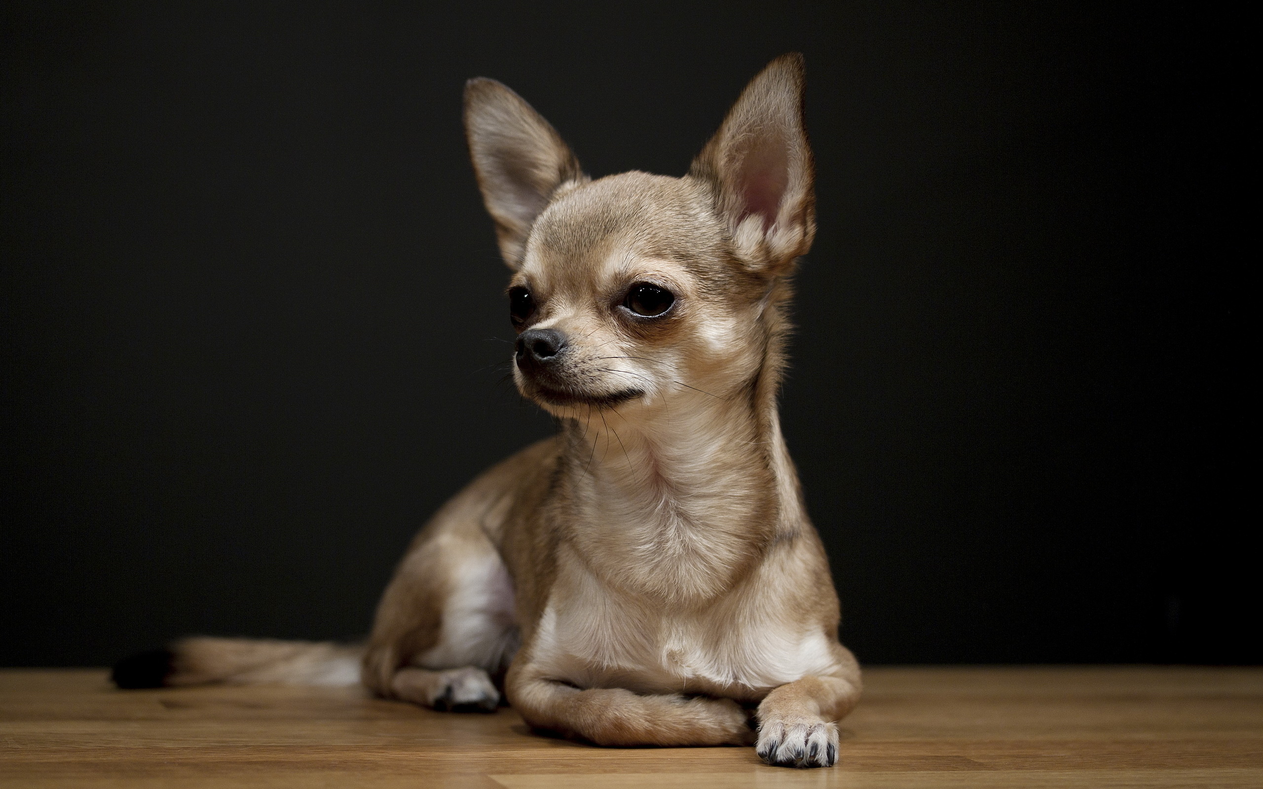Chihuahua in 4K, Captivating wallpapers, Cute and charming, Stunning visuals, 2560x1600 HD Desktop