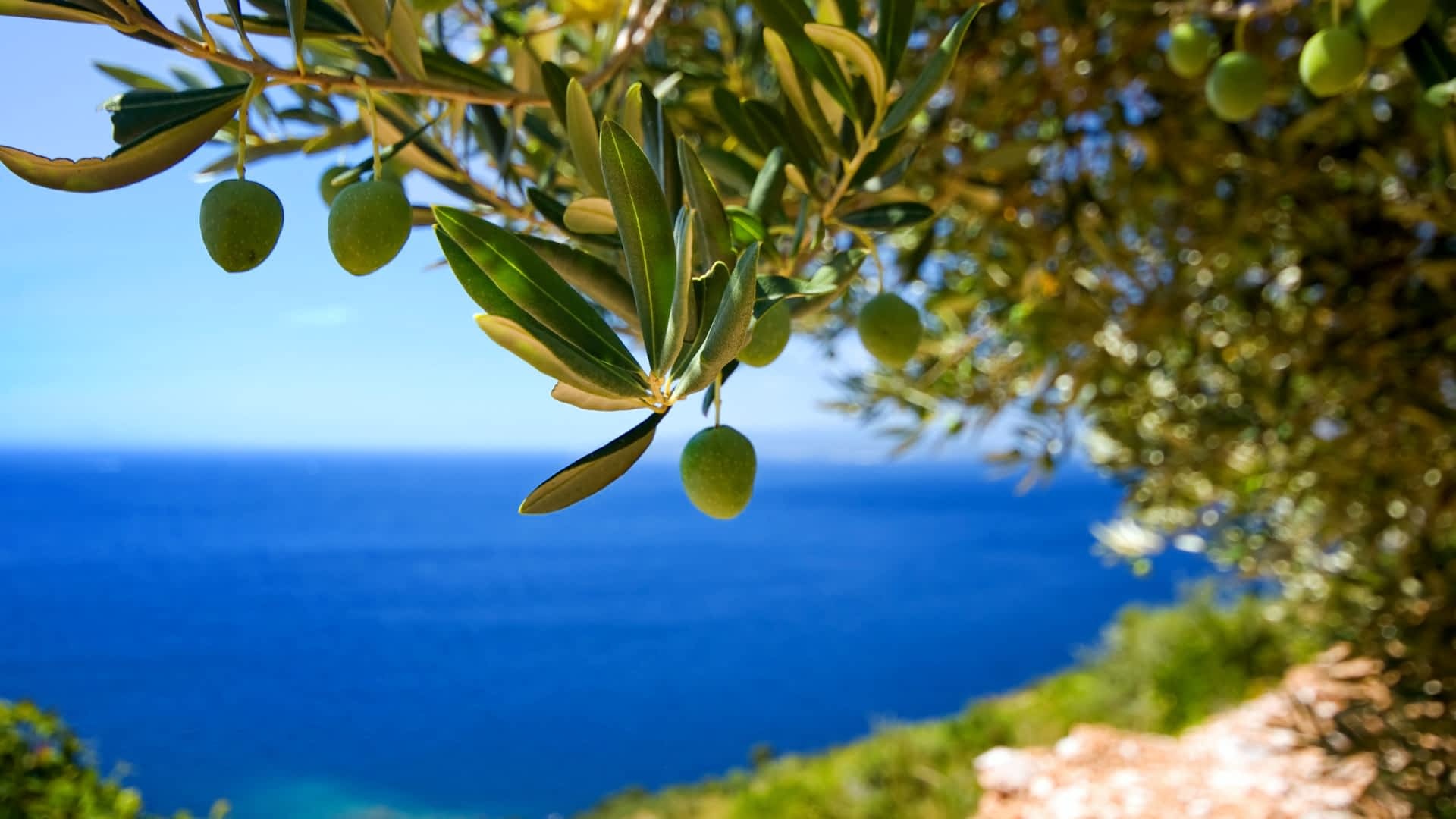 Olive: The average life of a tree is between 300 and 600 years. 1920x1080 Full HD Wallpaper.