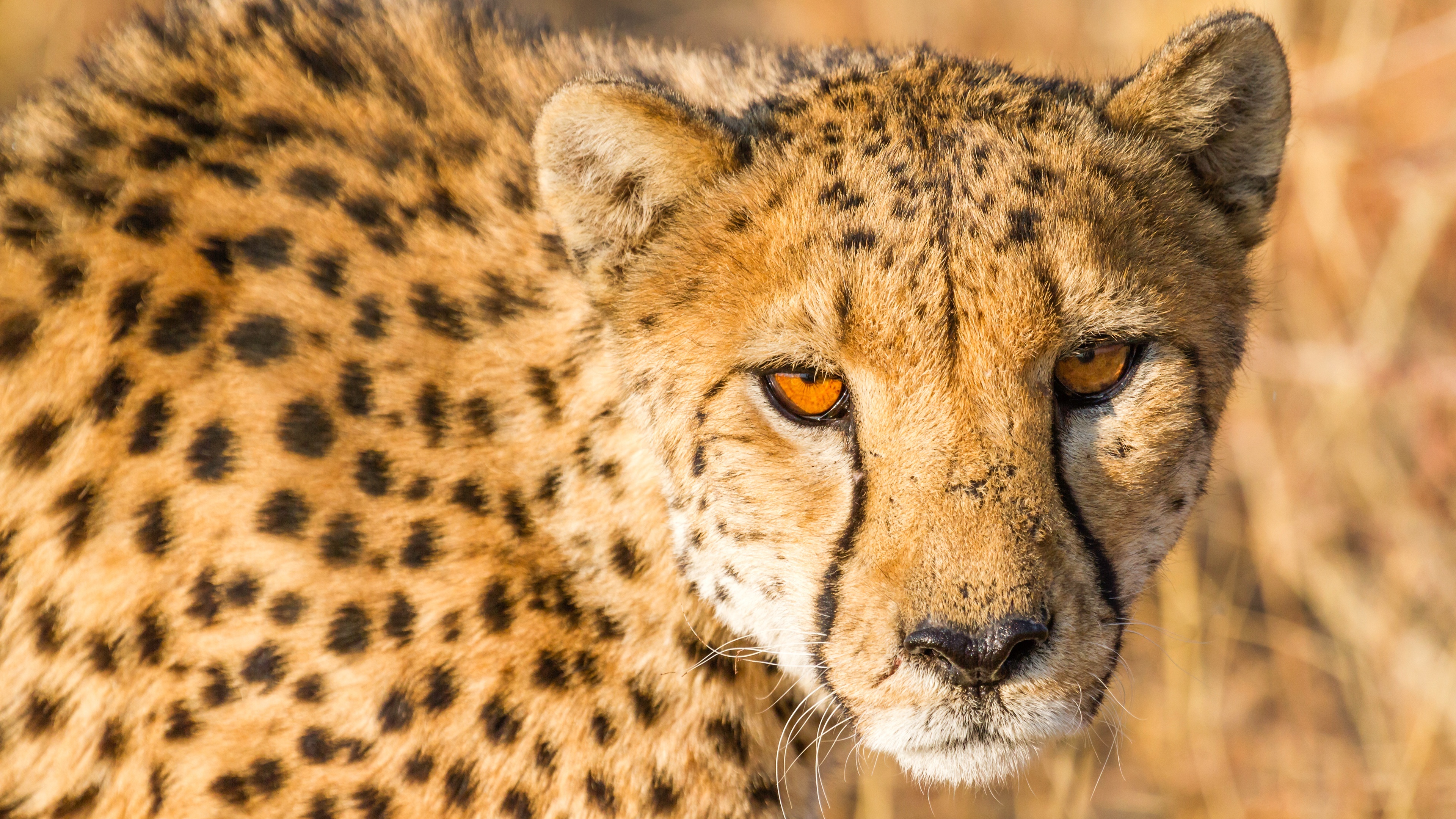 Ultra HD cheetah wallpaper, Exquisite wild cat, Captivating spotted pattern, Nature's masterpiece, 3840x2160 4K Desktop