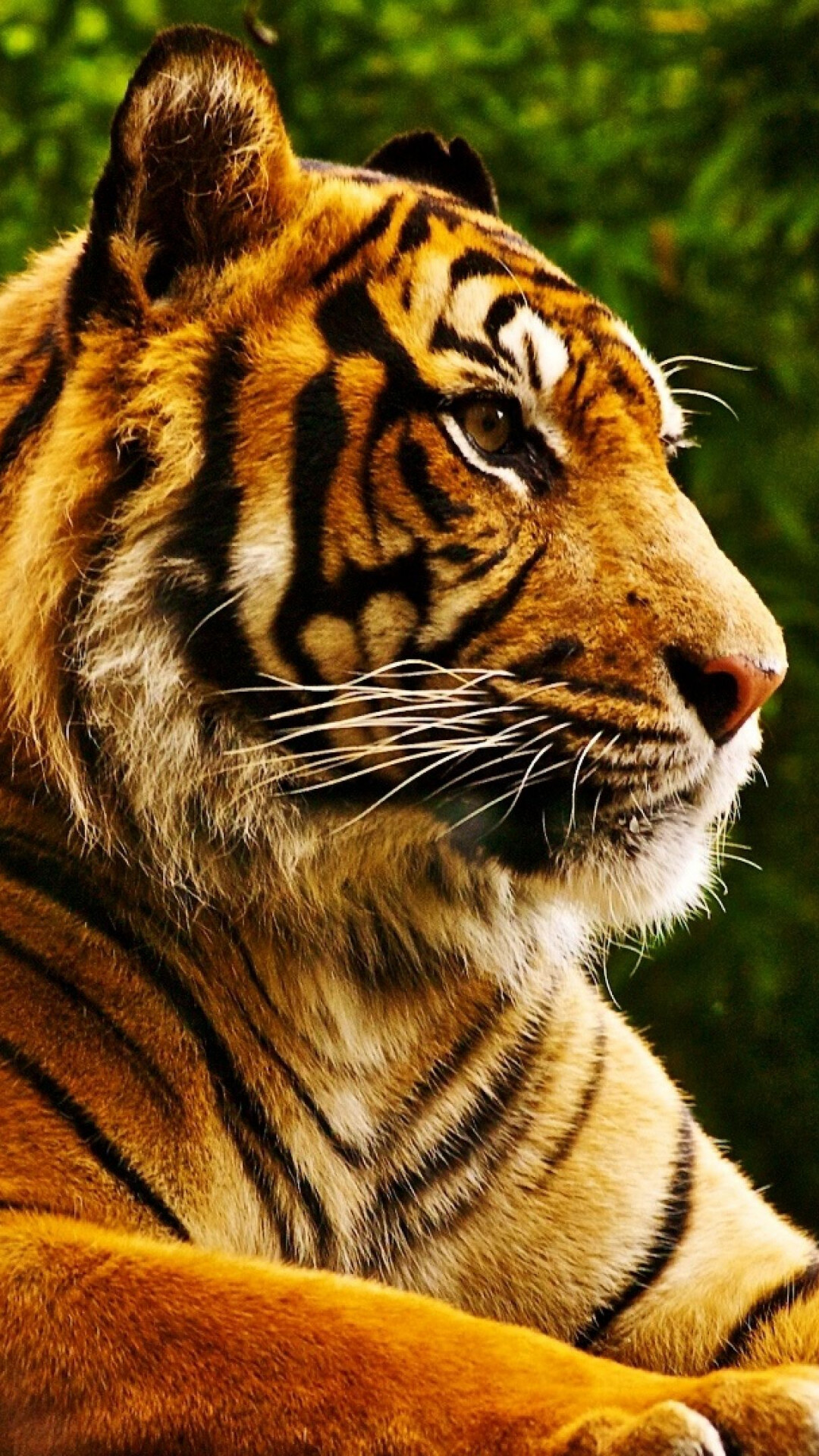 Resting Tiger Wallpaper, Tranquil atmosphere, Peaceful repose, Serene beauty, 1080x1920 Full HD Phone