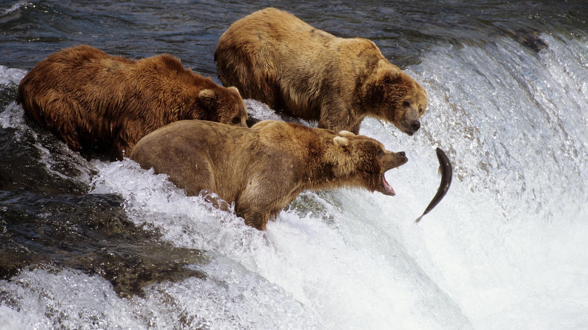 Grizzly Bear, Majestic wildlife, Natural habitat, Powerful creature, 1920x1080 Full HD Desktop