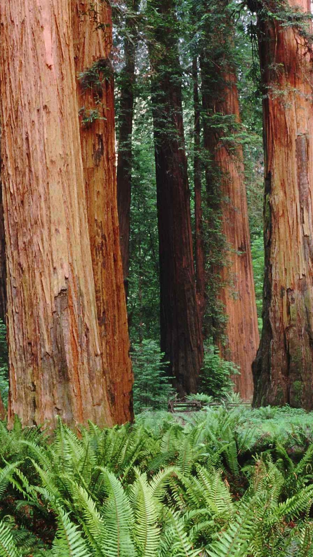 Redwood forest magic, Enchanting beauty, Peaceful solitude, Nature's embrace, 1080x1920 Full HD Phone