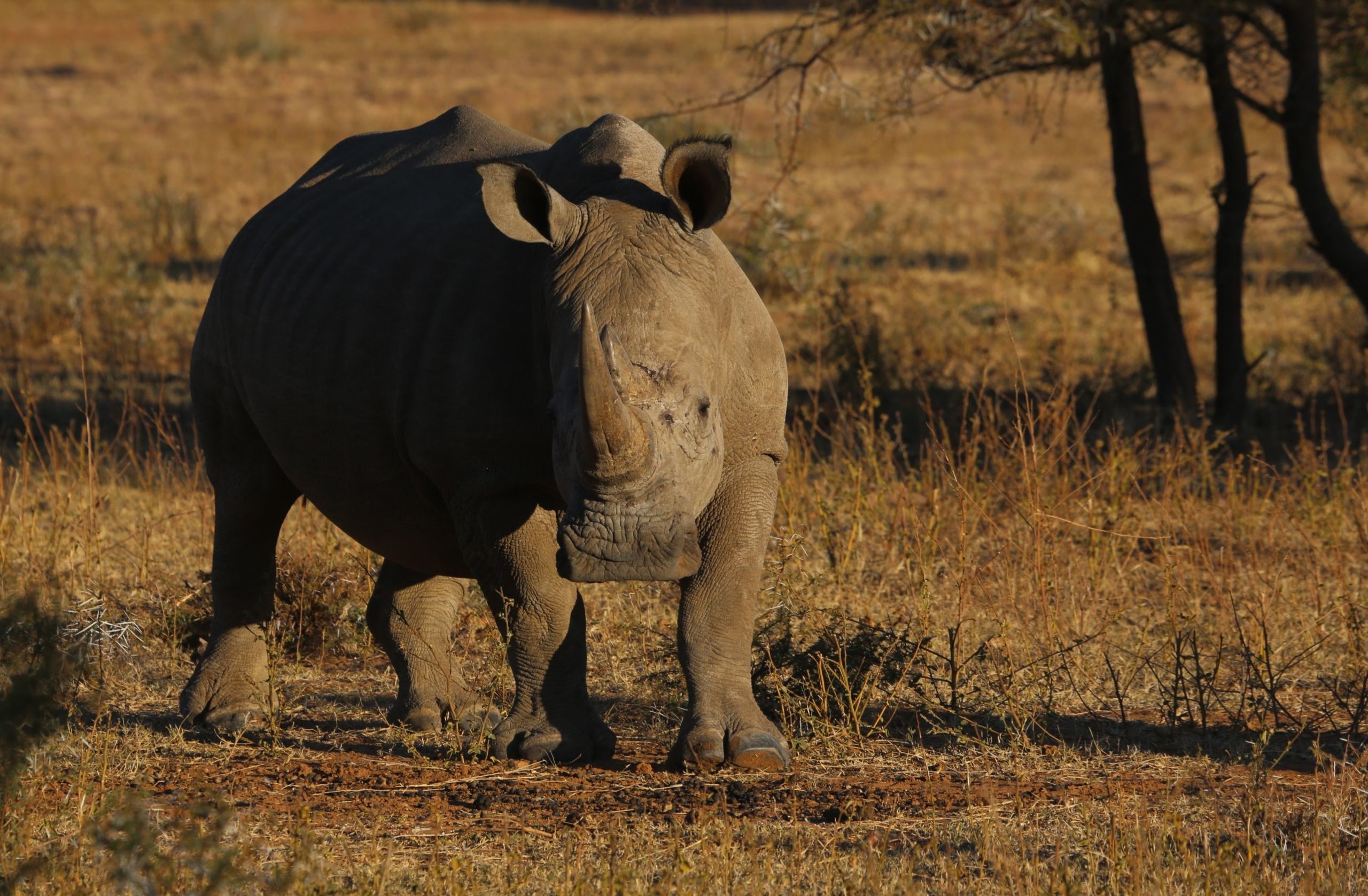 Kruger National Park, Rhino conservation, Wildlife population, Environmental efforts, 2560x1680 HD Desktop