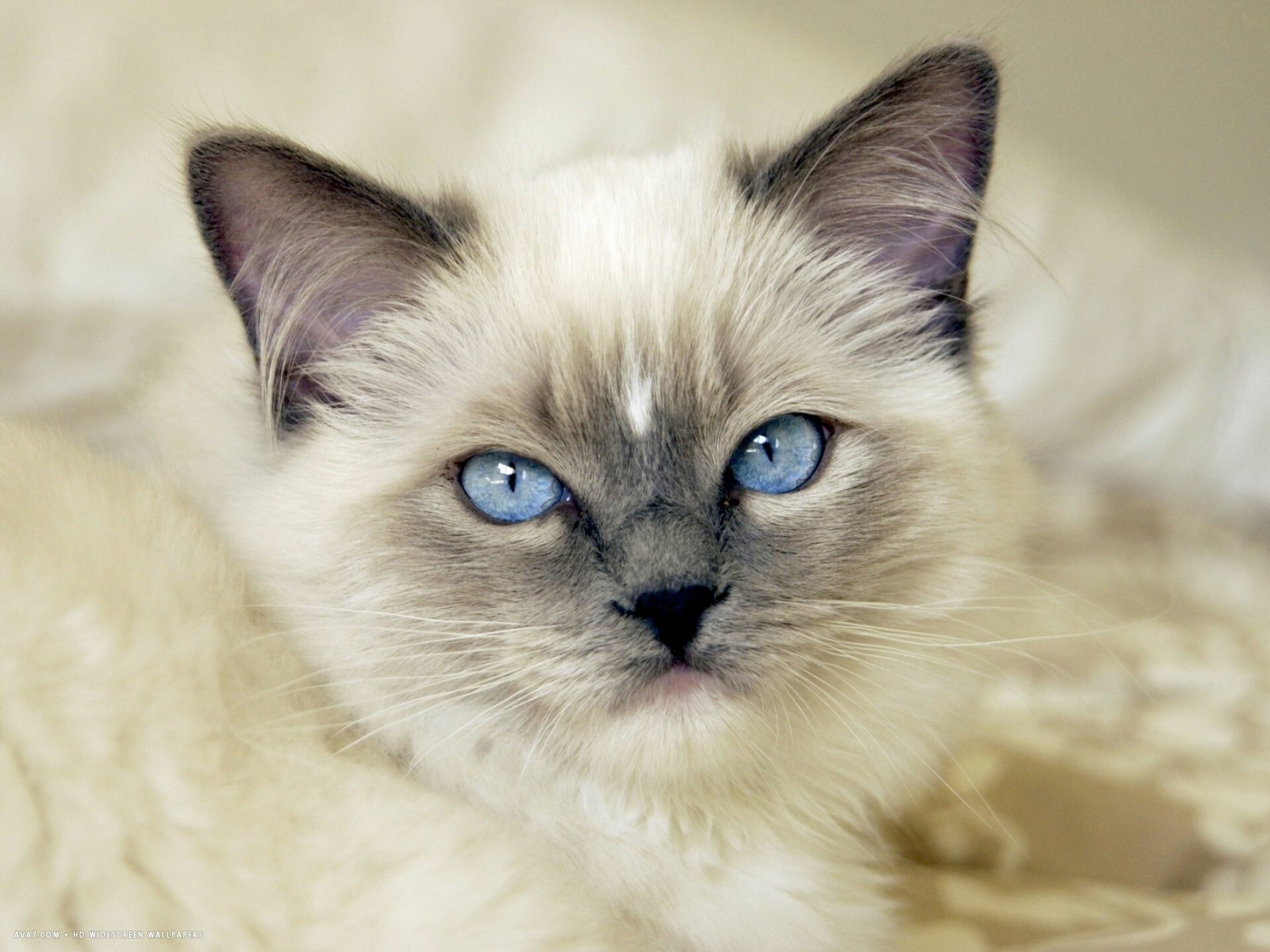 Ragdoll: A well-balanced cat with no extreme features. 1920x1440 HD Wallpaper.