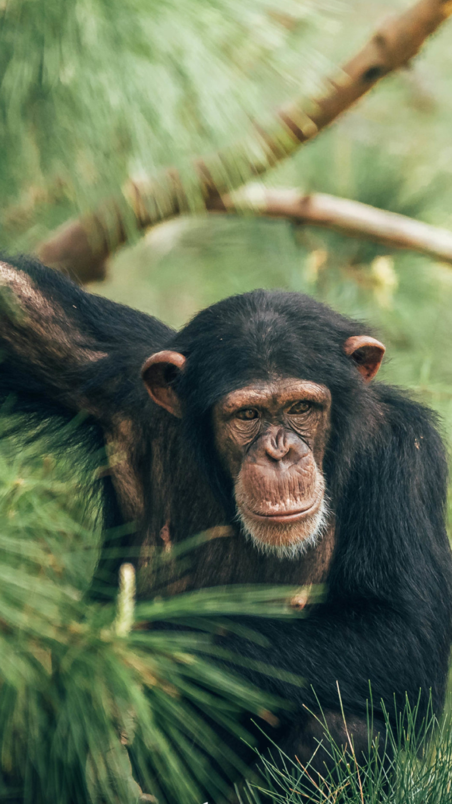 Chimpanzee wallpaper, Chimpanzee downloads, 1440x2560 HD Handy