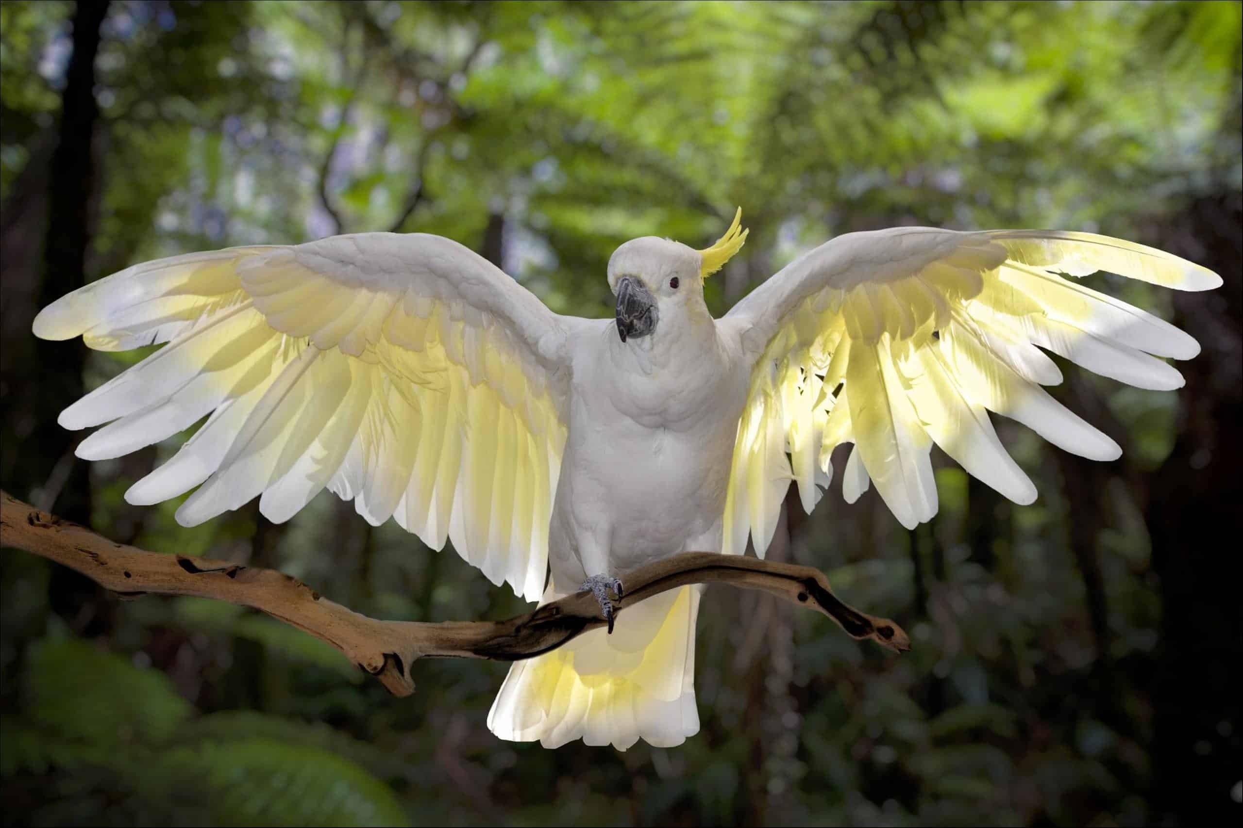 Cockatoo: Sulphur-Crested Subspecies In Its Natural Habitat In Australia. 2560x1710 HD Wallpaper.