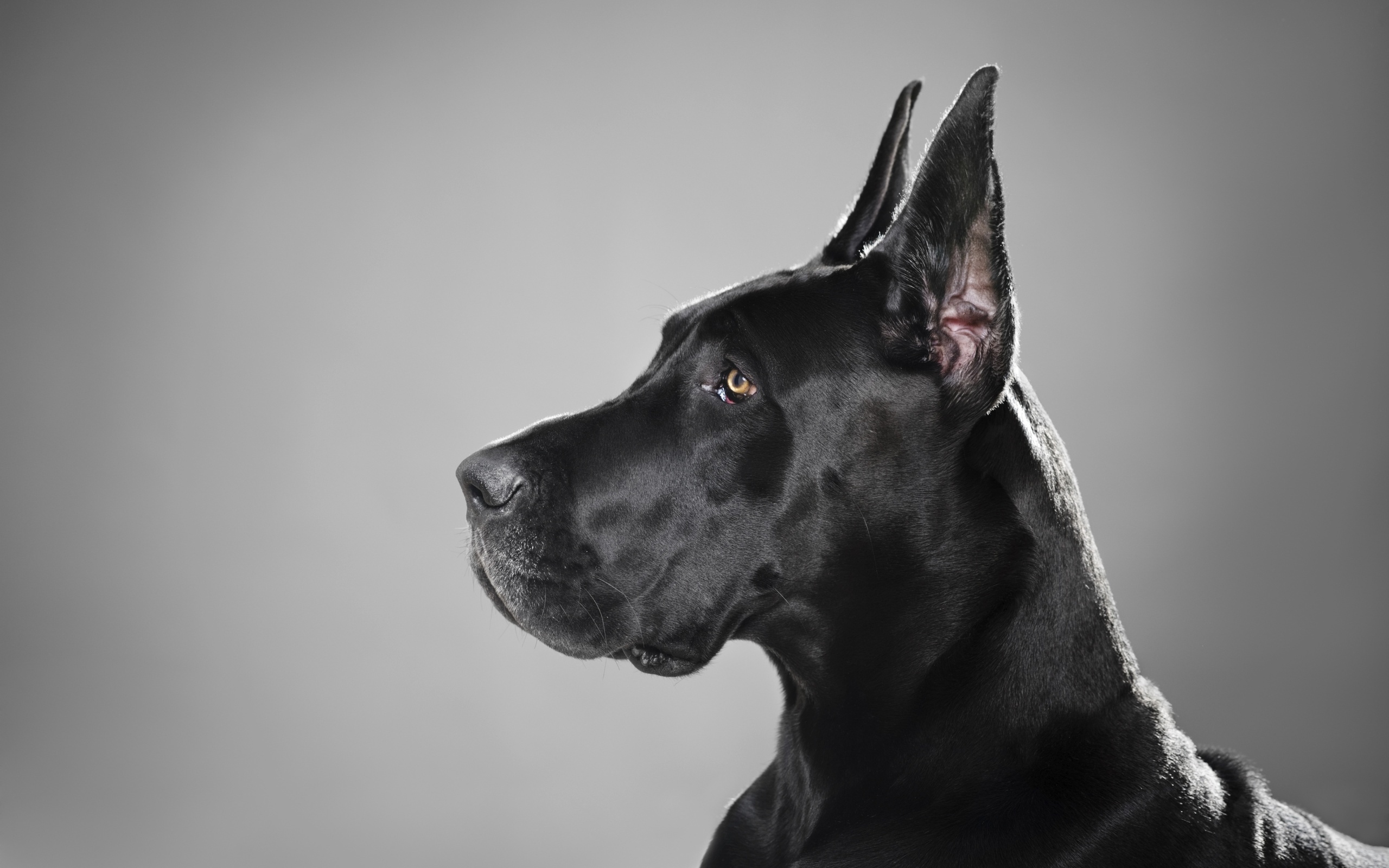 Great Dane: Giant-breed dogs, Males reaching 32 inches tall, The massive head and the prominent eyebrows. 2560x1600 HD Wallpaper.