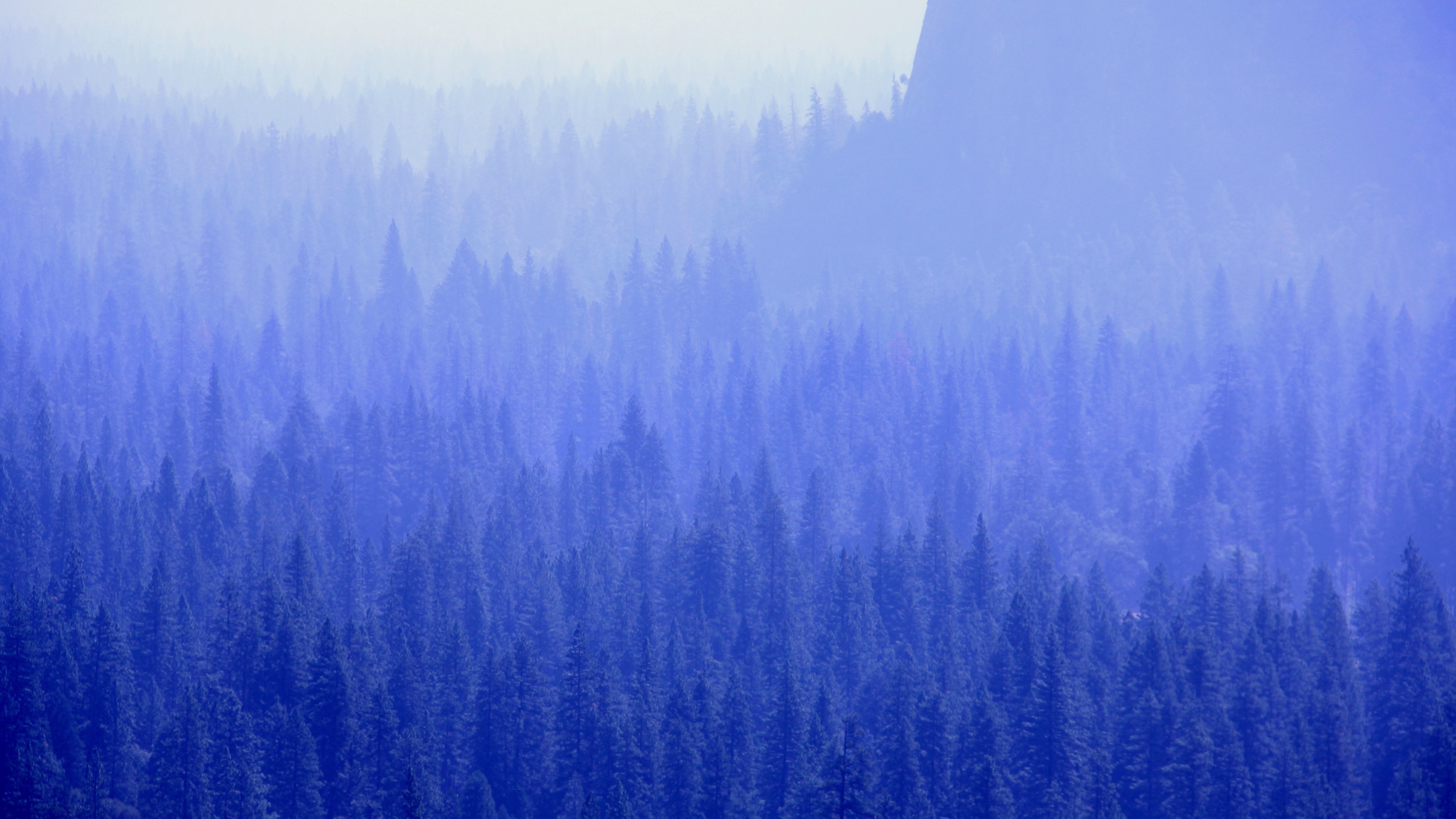 Pine trees forest, Serene blue wallpaper, Nature's beauty, Desktop background, 3840x2160 4K Desktop
