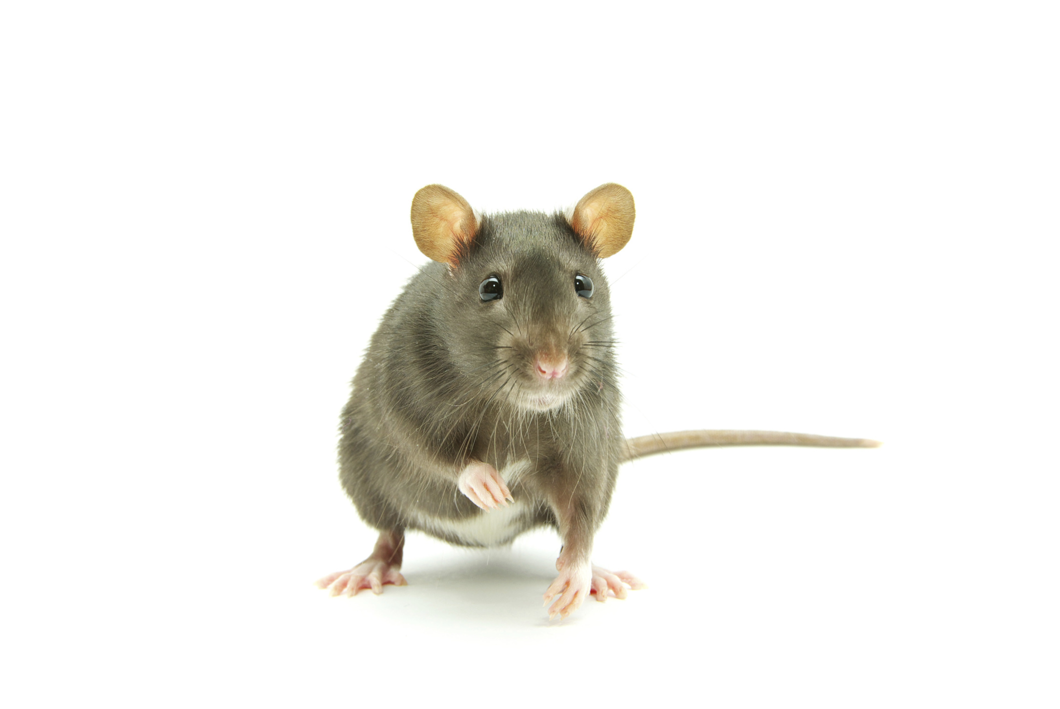 Caring for Rats, Rat Care Guide, Petfinder Resources, Responsible Rat Ownership, 2120x1420 HD Desktop