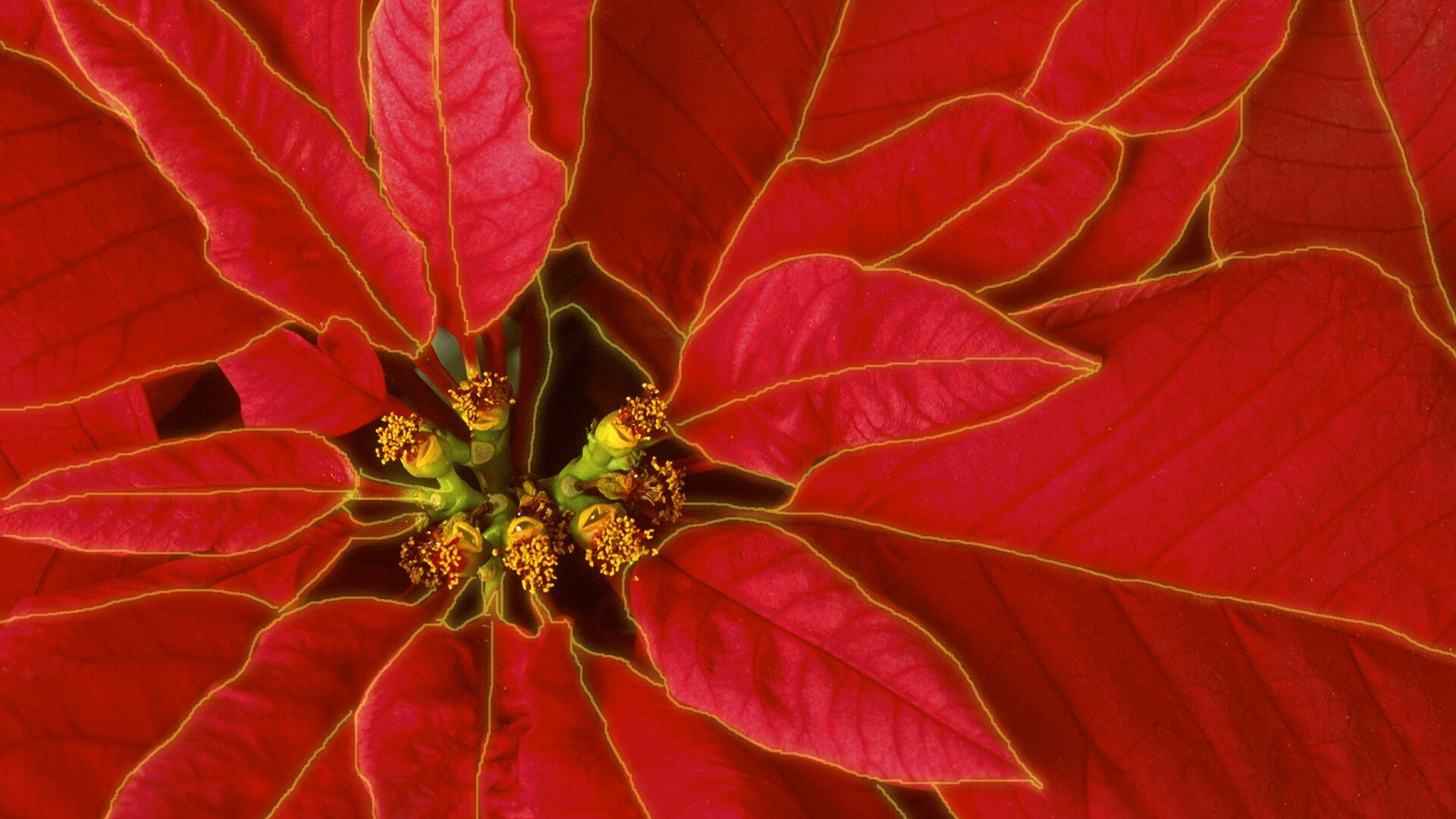 Poinsettia: The most popular holiday plant in the United States. 1920x1080 Full HD Wallpaper.