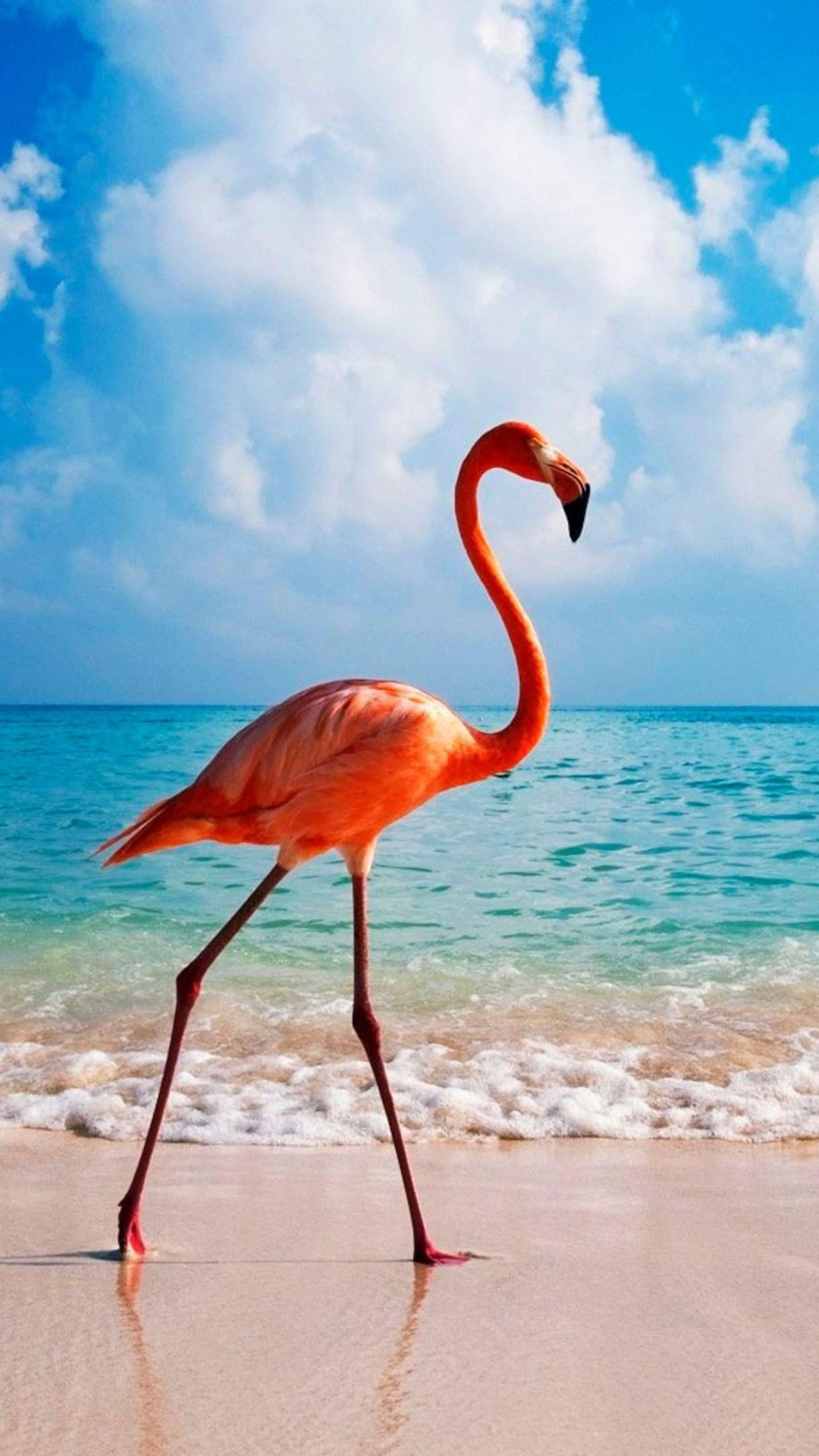 Aruba Island, Dutch Caribbean charm, Island vibes, Natural wonders, 1080x1920 Full HD Phone