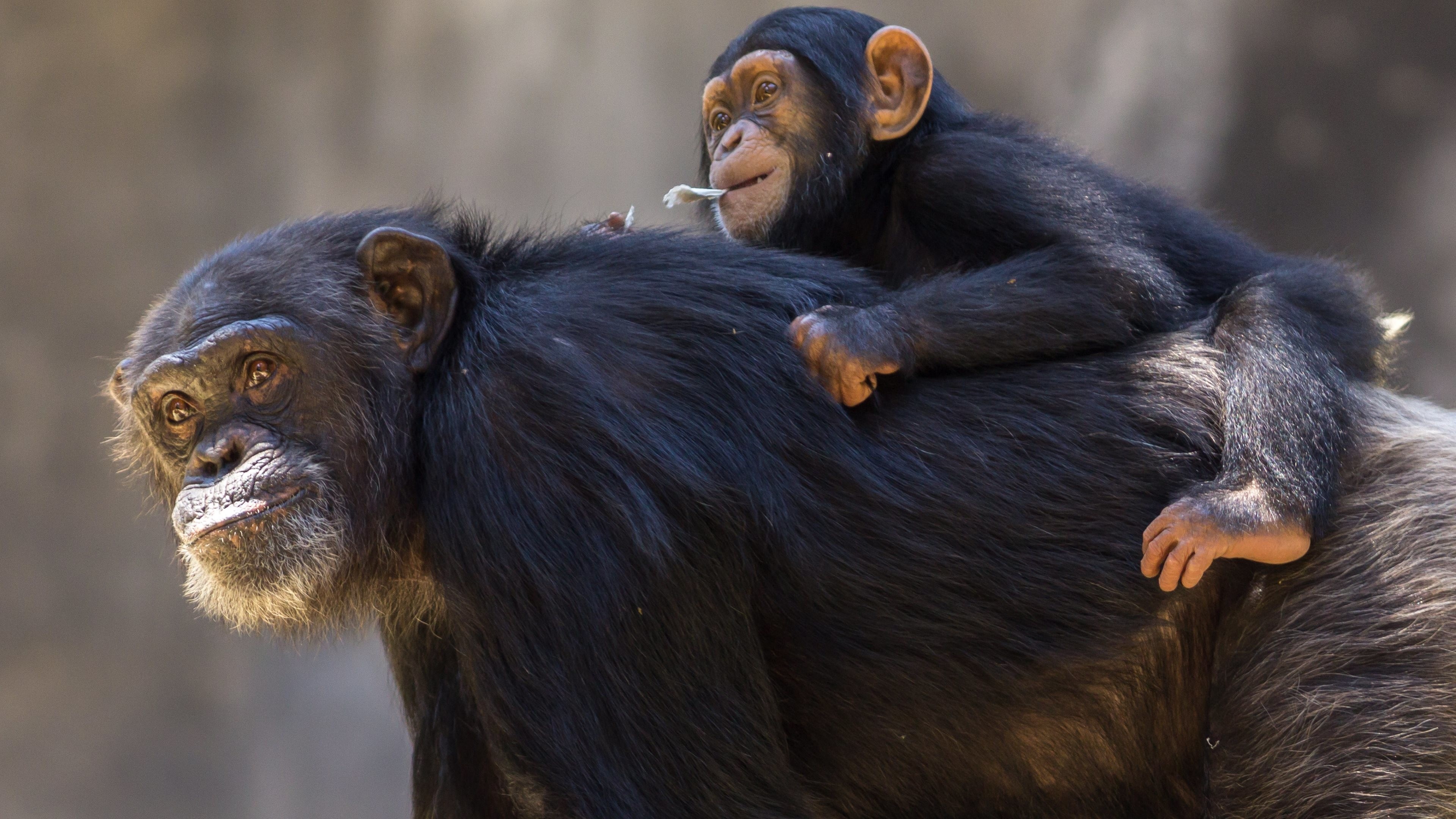 Bonobo wallpaper, Chimpanzee family, Primate sanctuary, Forest habitat, 3840x2160 4K Desktop