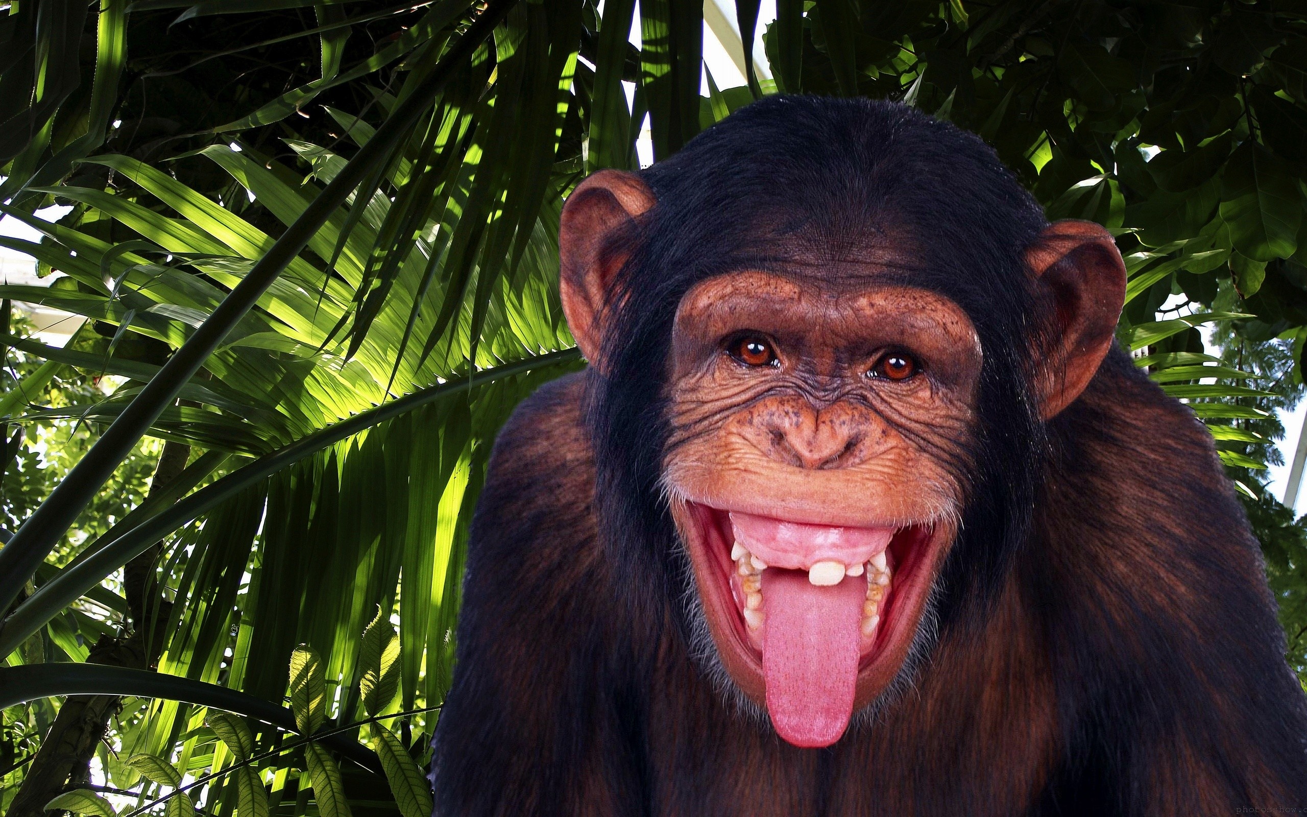 Chimpanzee portrait, Chimpanzee face, Primate emotions, Forest dwelling, 2560x1600 HD Desktop