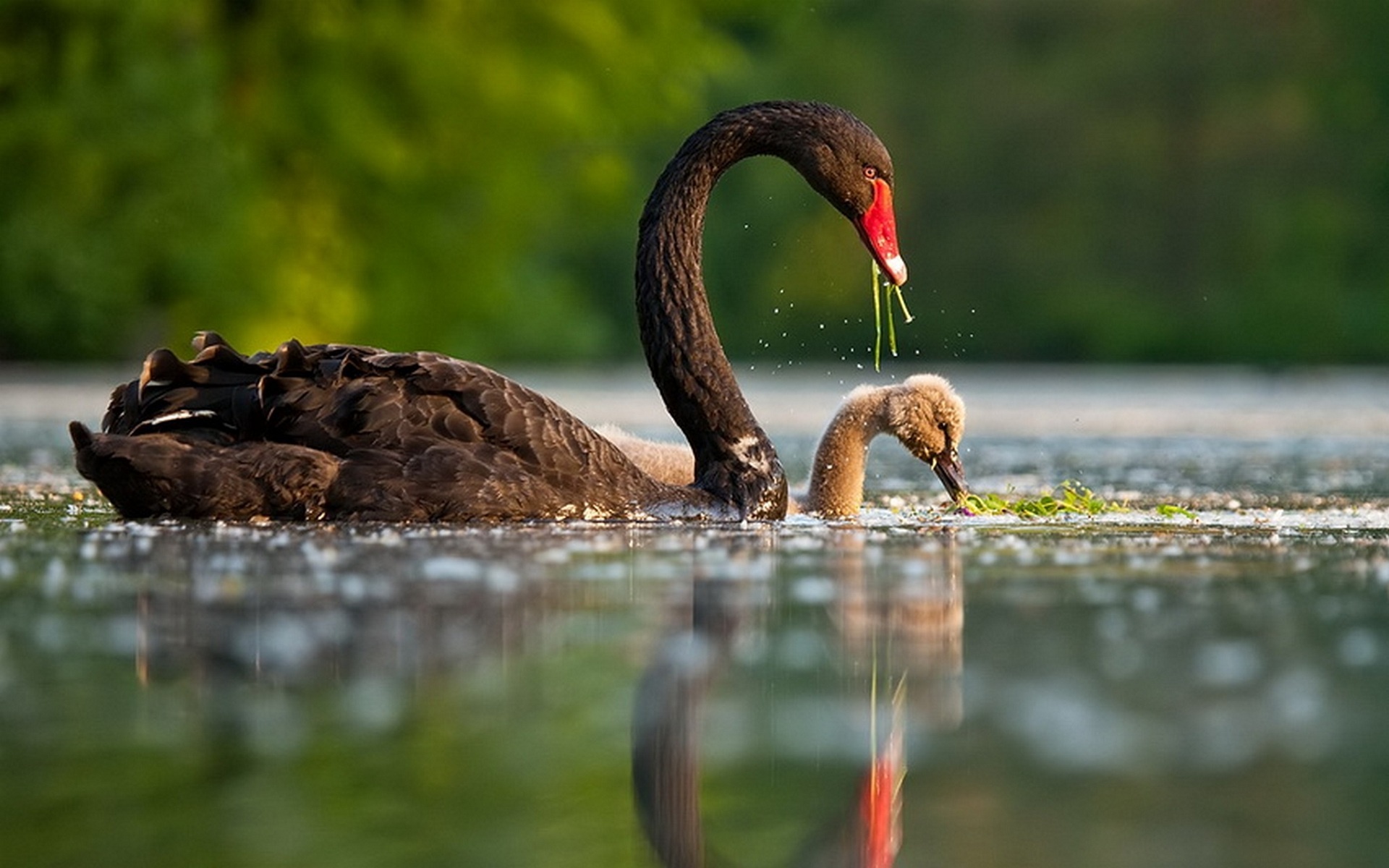 Black Swan (Bird): A large bird with mostly black plumage and a red bill. 1920x1200 HD Wallpaper.