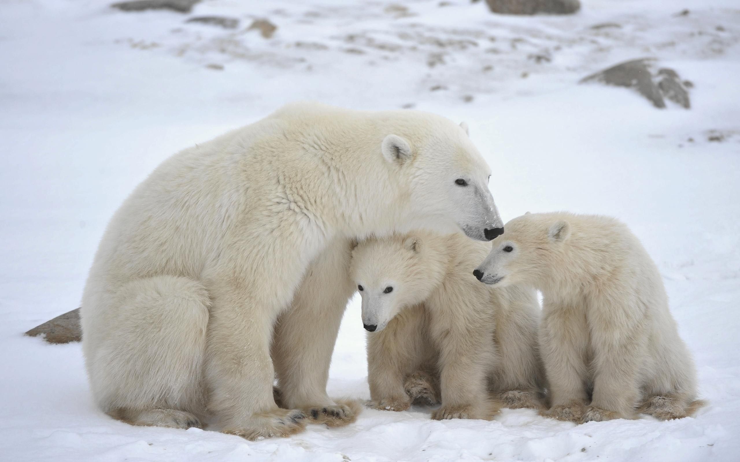 Polar bear wallpaper, Adorable bear cubs, Mother's love, Heartwarming family, 2560x1600 HD Desktop