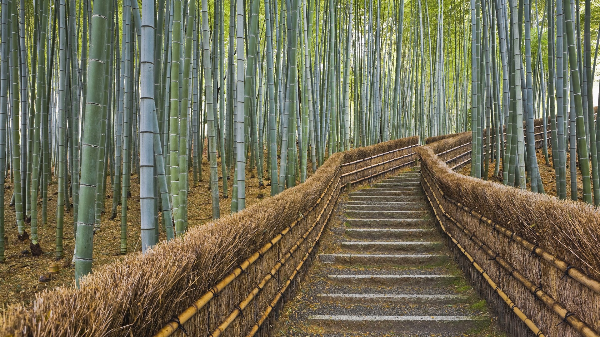 Wallpaper bamboo, Bamboo's allure, Nature's masterpiece, Breathtaking beauty, 1920x1080 Full HD Desktop