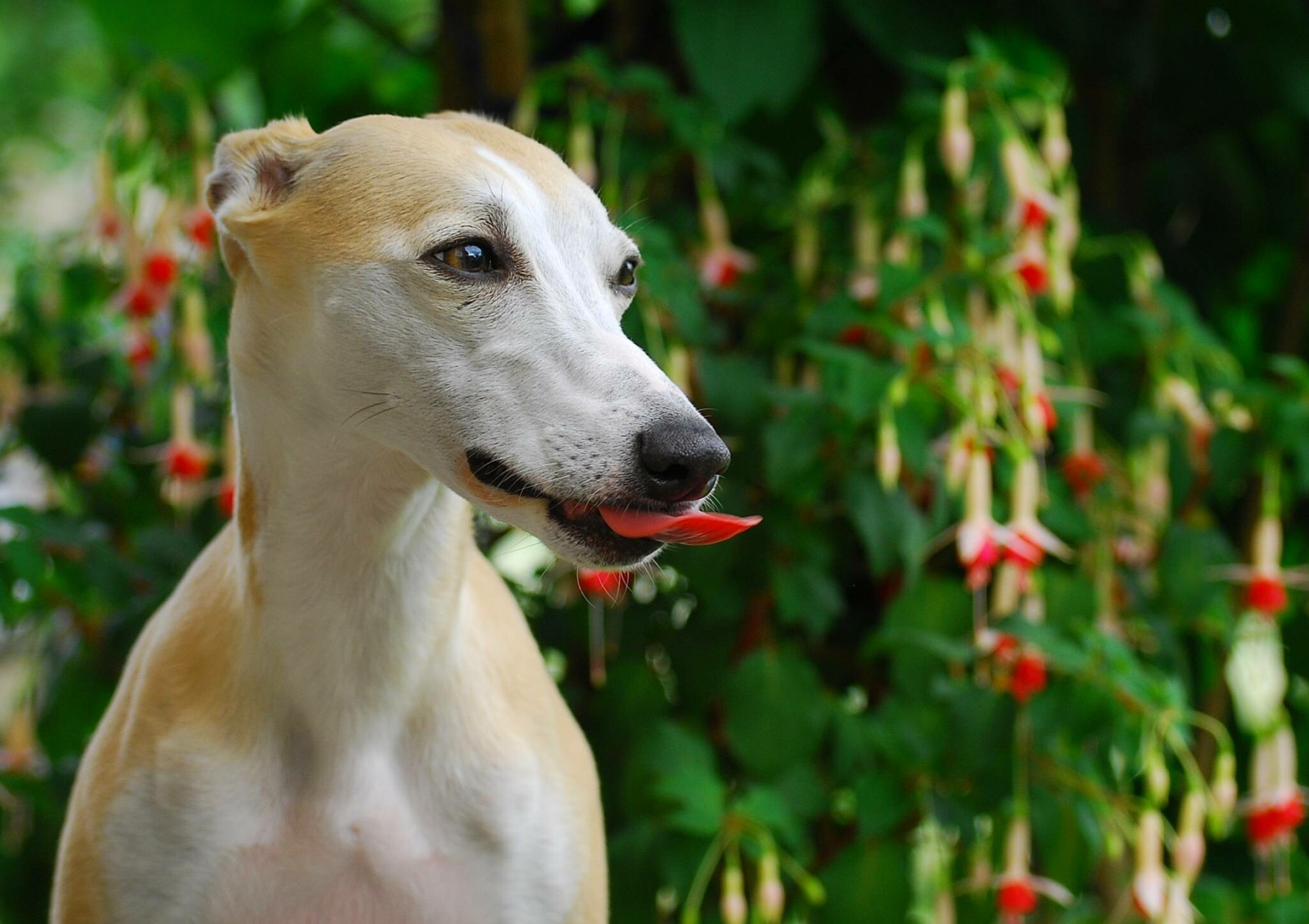 Whippet Dog: Whippets were bred to hunt by sight, coursing game in open areas at high speeds. 2540x1790 HD Wallpaper.