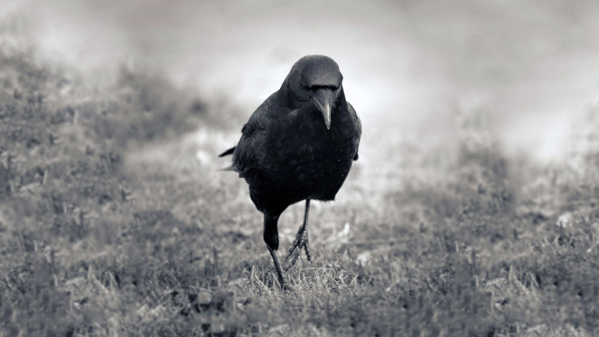 Black crow wallpaper, Majestic bird, Nature's marvel, Avian beauty, 1920x1080 Full HD Desktop